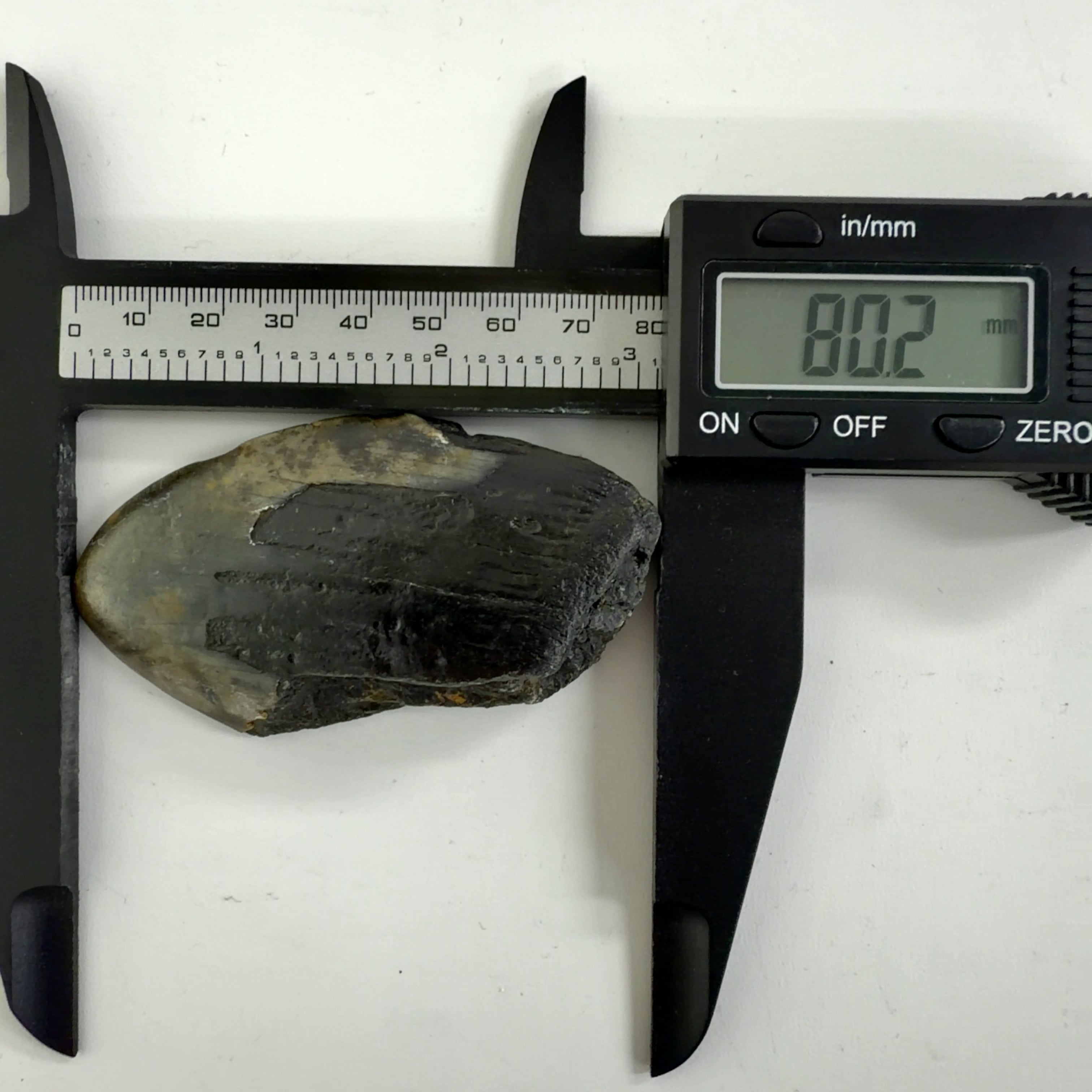 E20844】サメの歯＊化石＊Fossil shark tooth | クリスタル・ワールド