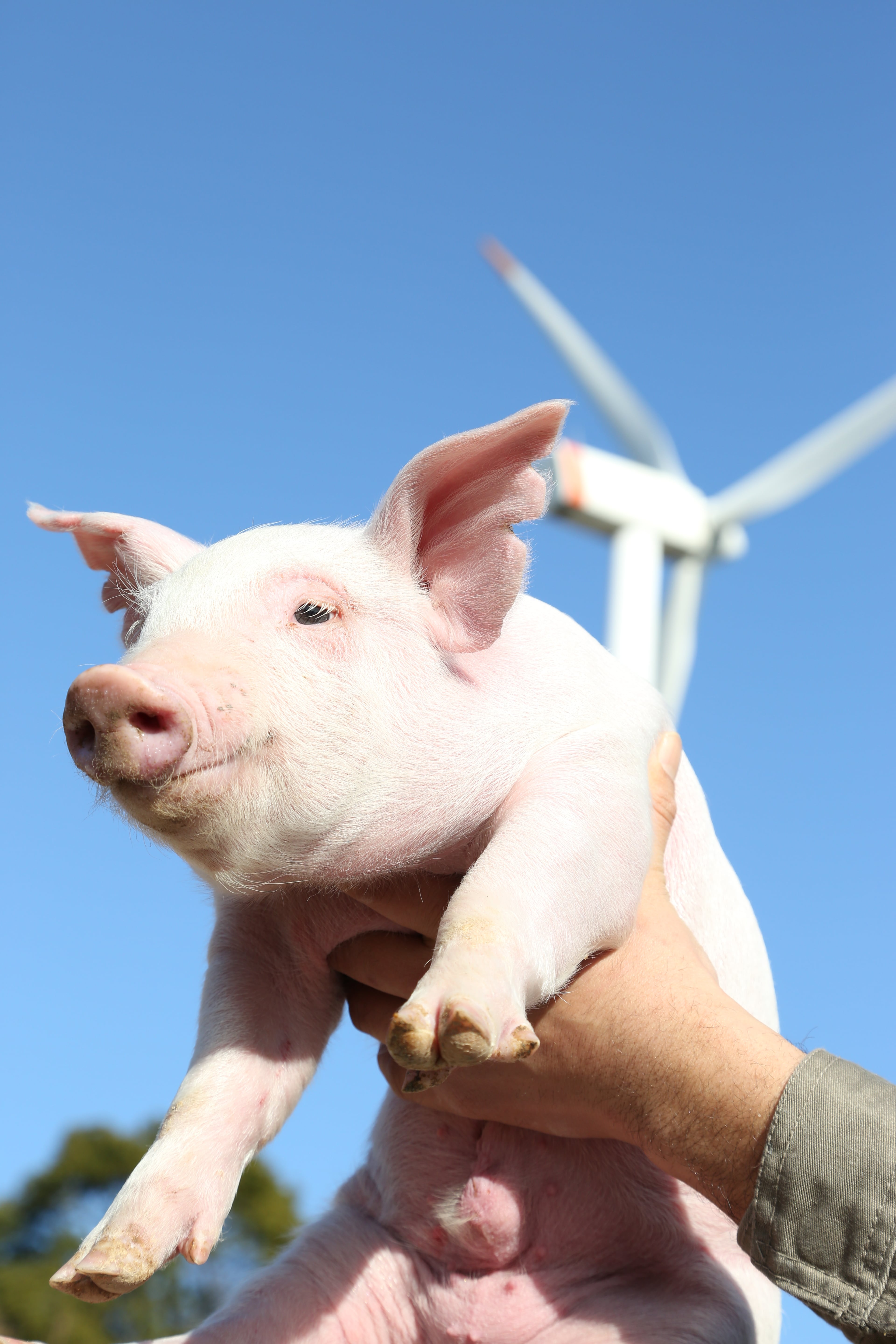 保美豚バラブロック 500g | 伊勢屋 BASIC LINE -「未来とかち牛」「保