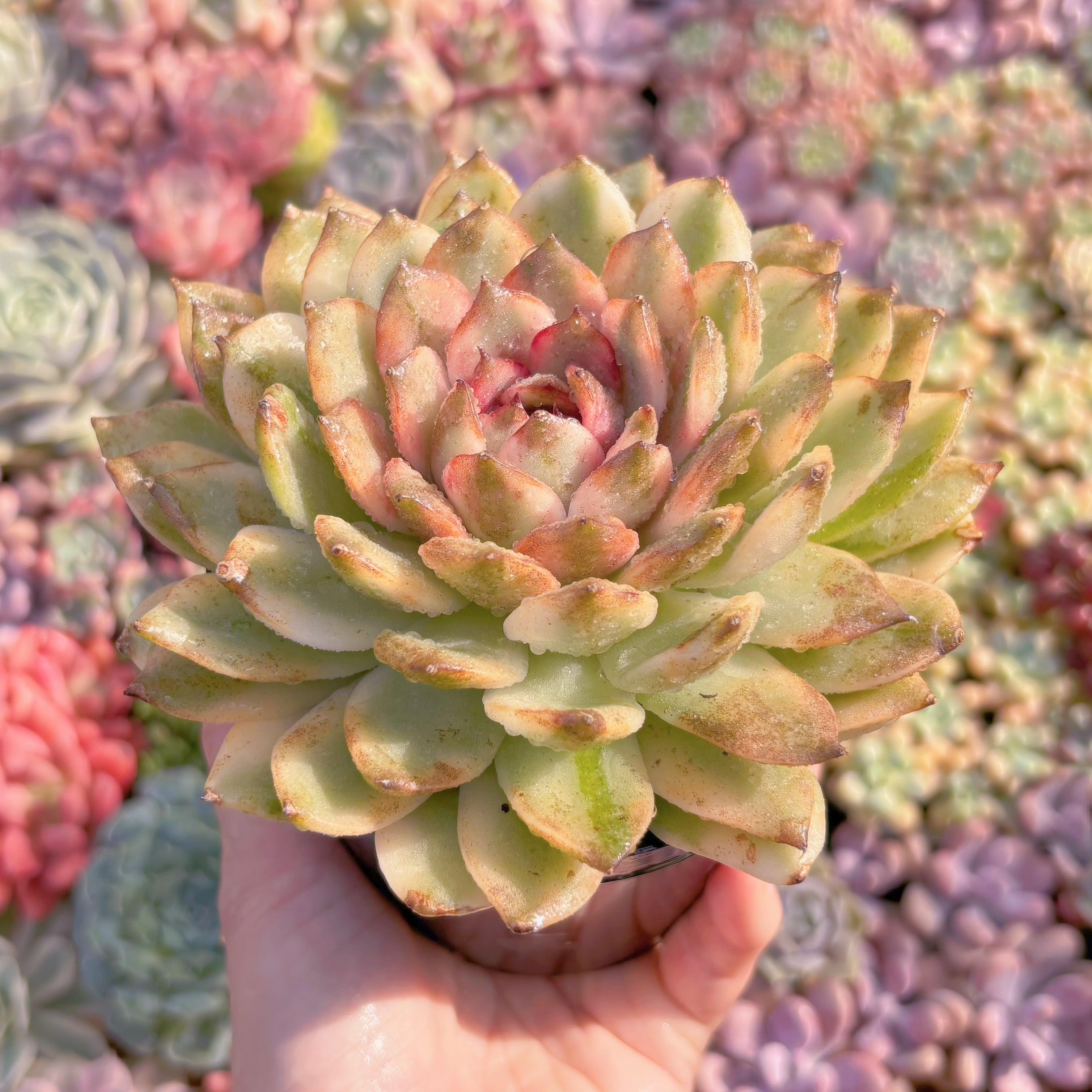 現品 黒水晶錦#663 極美 大苗 るる農園 | るる農園~多肉植物専門