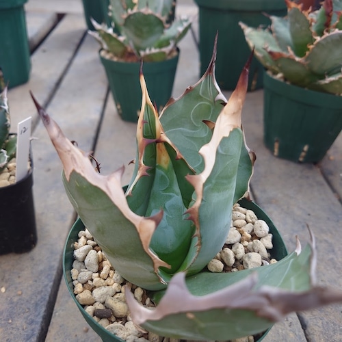 アガベ チタノタ オアハカ Agave titanota Oaxaca 16