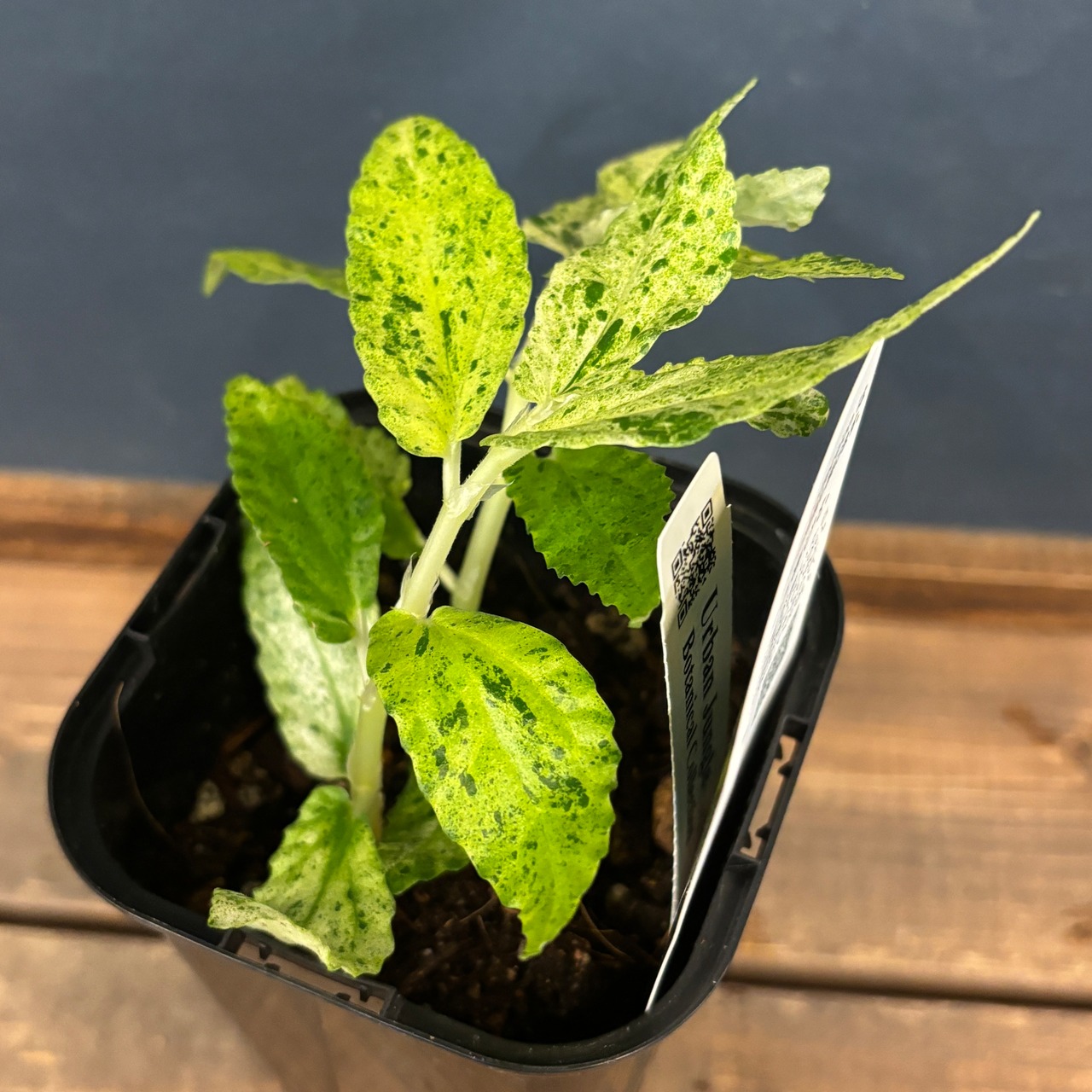 ペリオニア レペンス 斑入り【758】