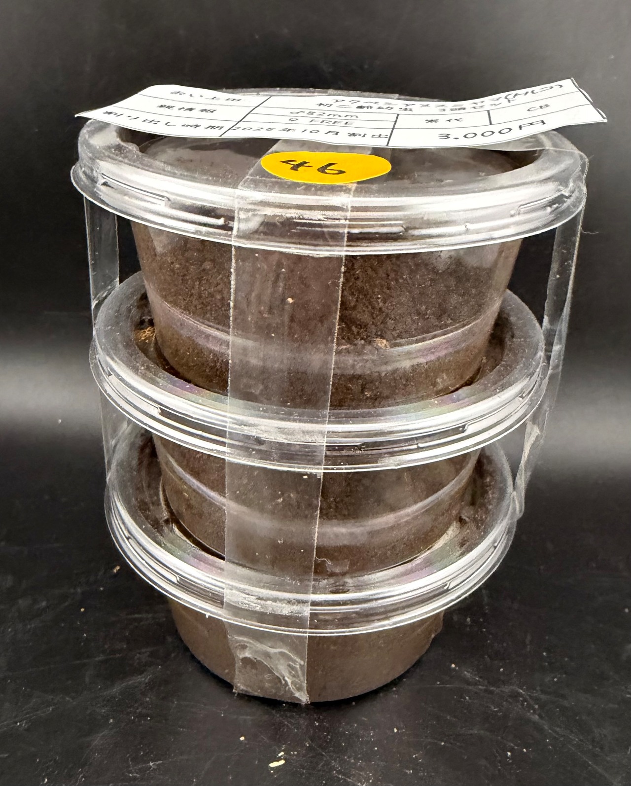 《アクベシアヌスミヤマ 幼虫3頭セット》おい上田氏委託個体