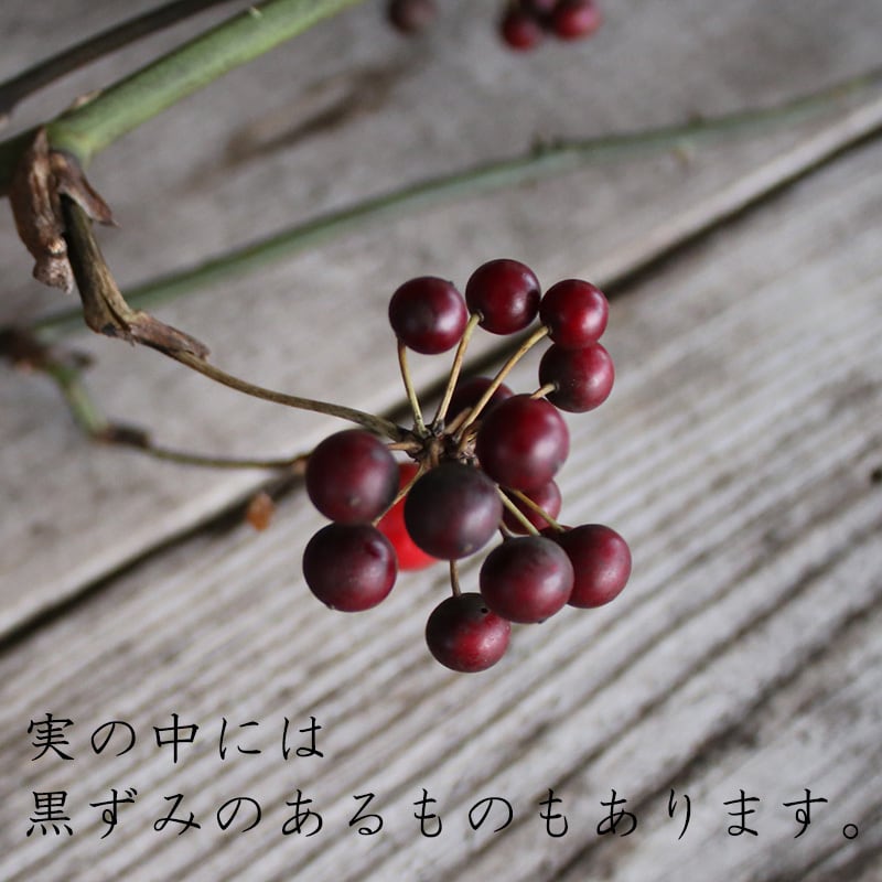 サンキライの実/ドライフラワー | 富良野 花七曜 | ドライフラワー