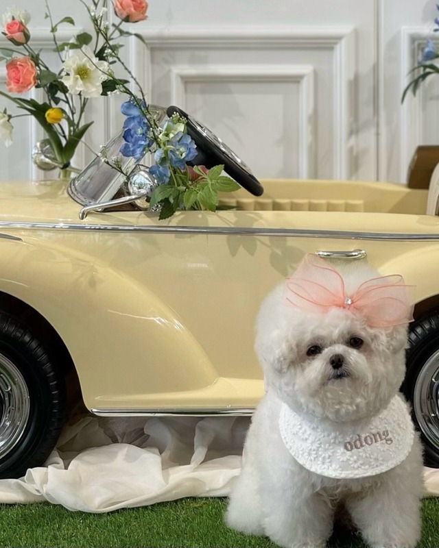 受注制作 【curum】Daisy big ribbon  cape〔お名前item〕