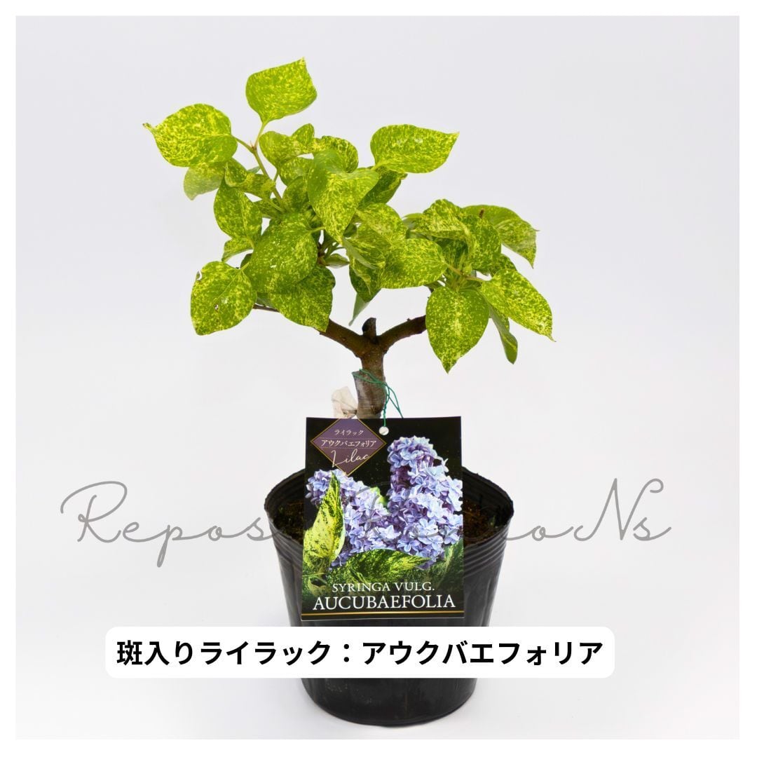 ライラック：斑入り『アウクバエフォリア』（4.5号）ライラック苗木