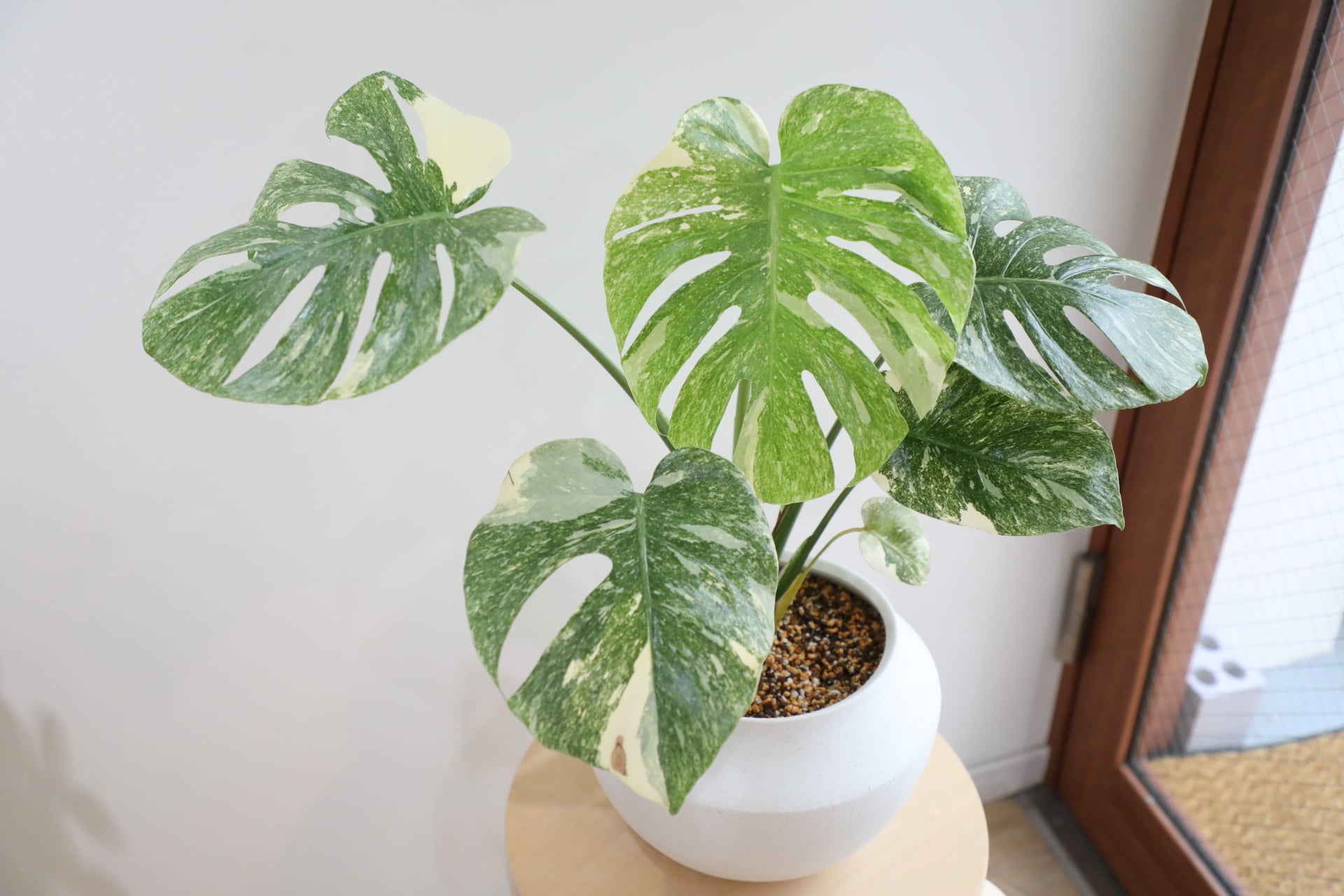M】【希少】モンステラ グリーンスノウ/Monstera deliciosa 'Green