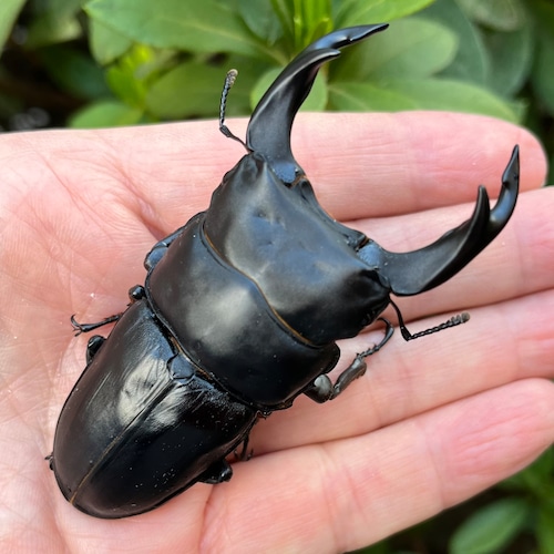 【美形・新成虫】佐賀県神埼郡神埼町産”オオクワガタペア(♂80mm) # 8153−201