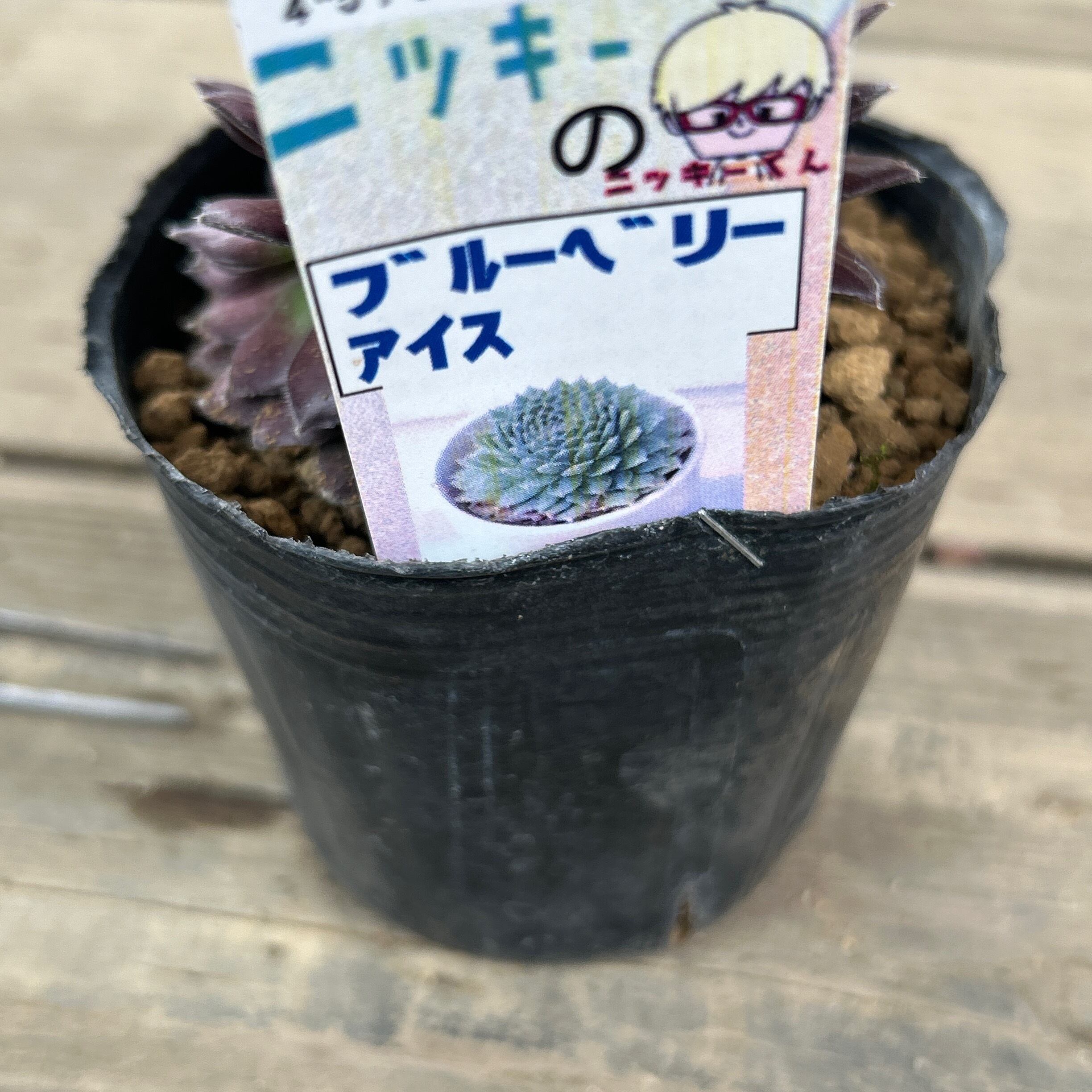 ブルーベリーアイス センペルビューム | RuPo 多肉植物専門店
