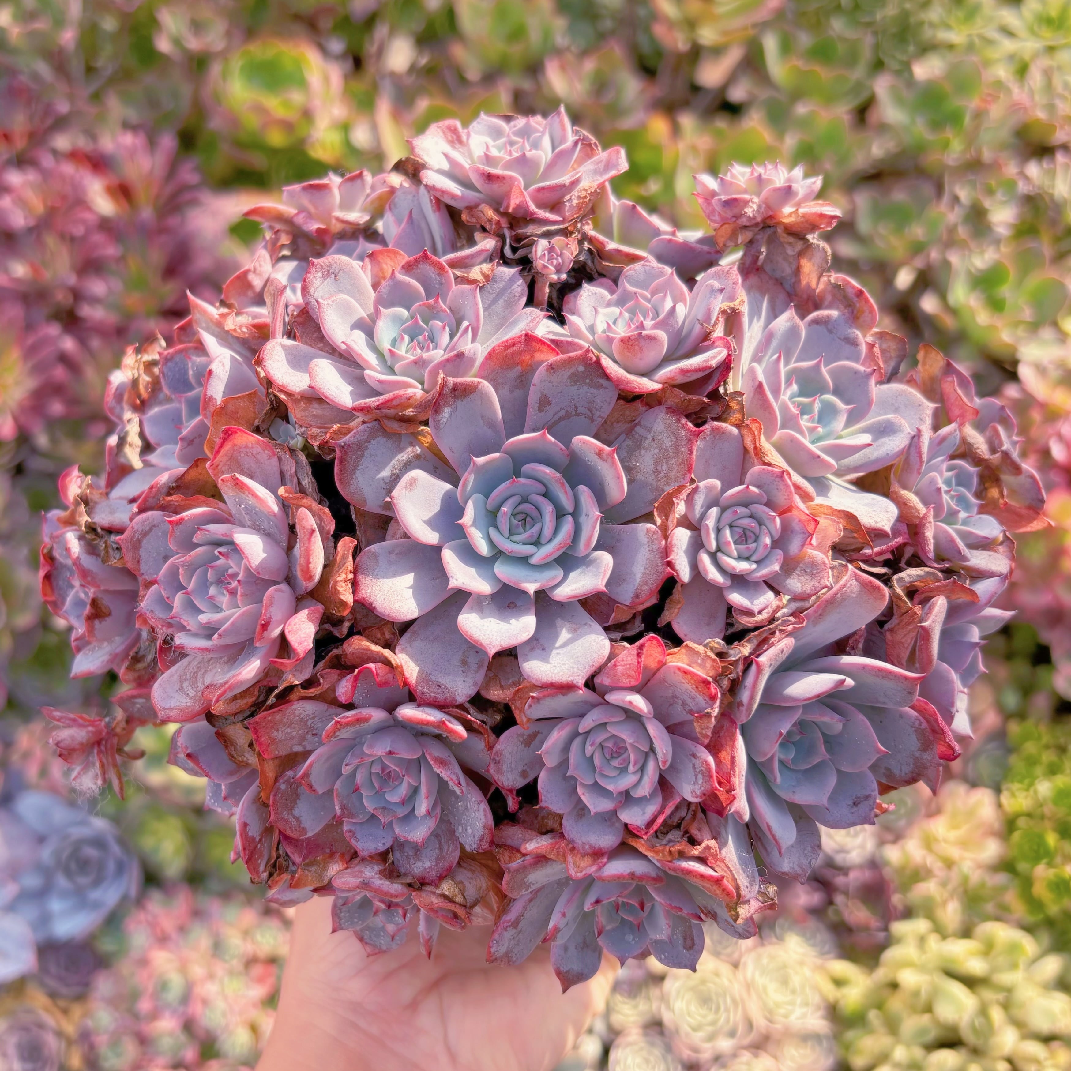 現品　ラウルンシス#904　特大群生　直径約23cm  新入荷　るる農園