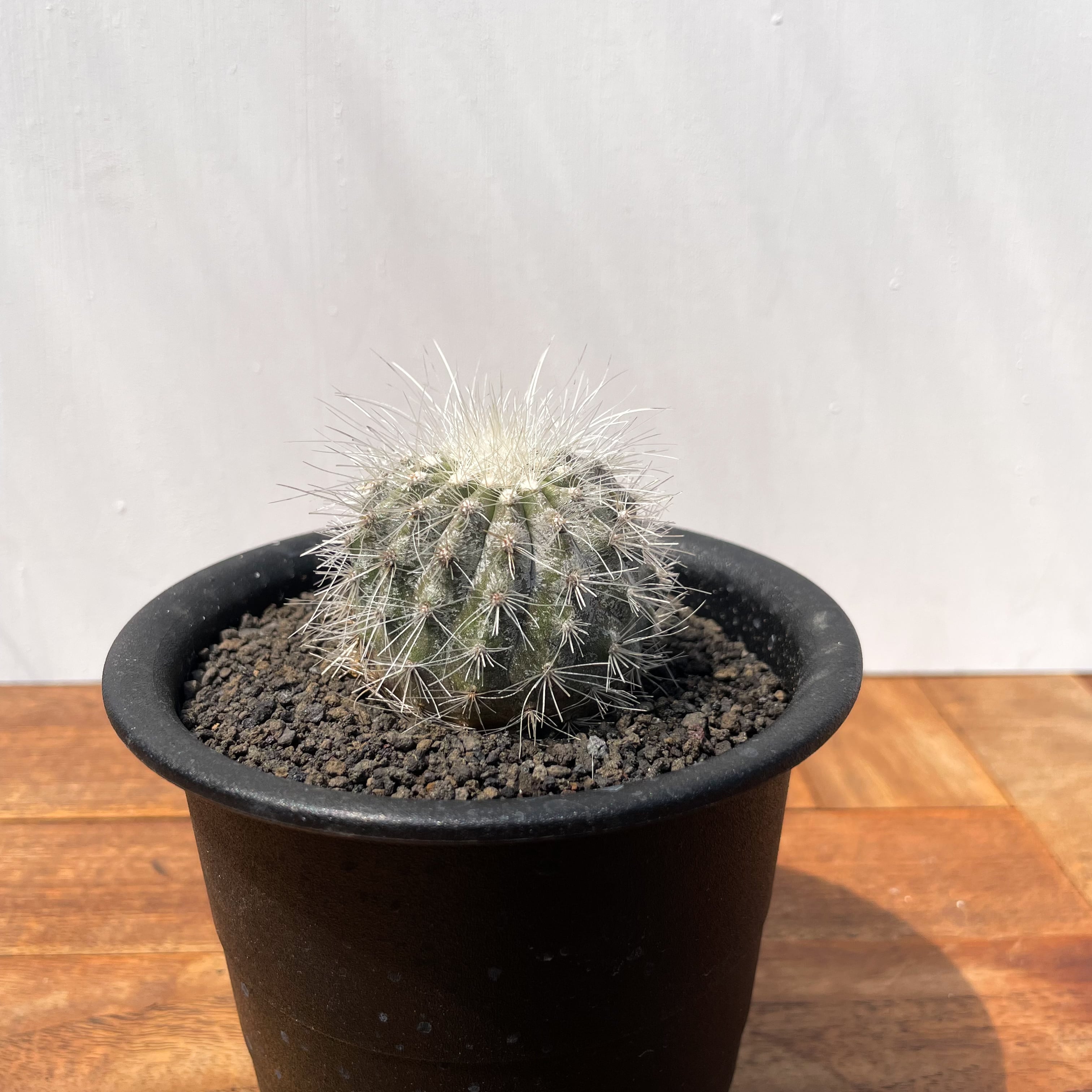 Copiapoa rupestris【コピアポア・ルペストリス】 Copiapoa rupestris【コピアポア・ルペストリス・実生