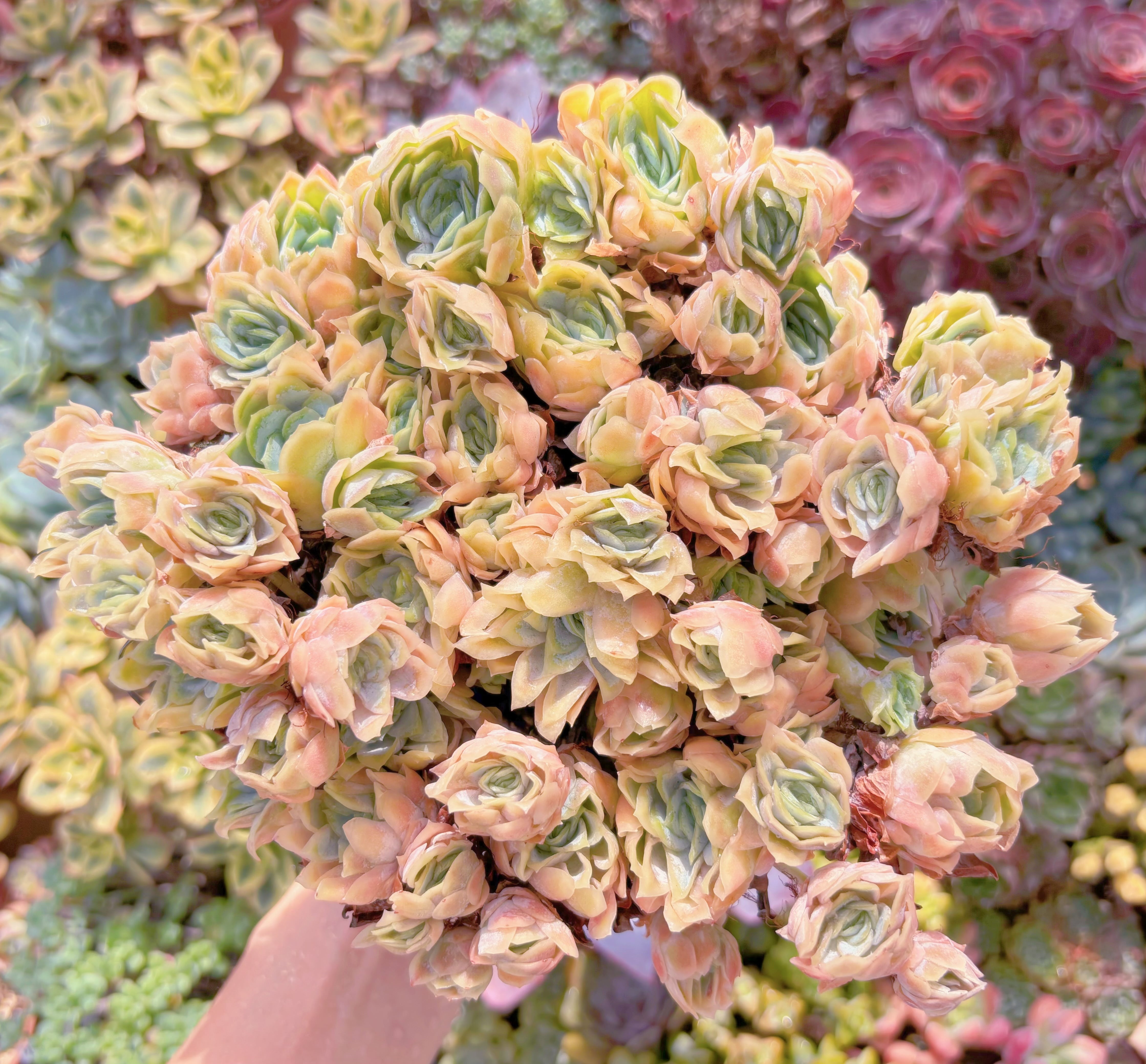 現品　クィーンローズ覆輪錦#551　特大群生　るる農園