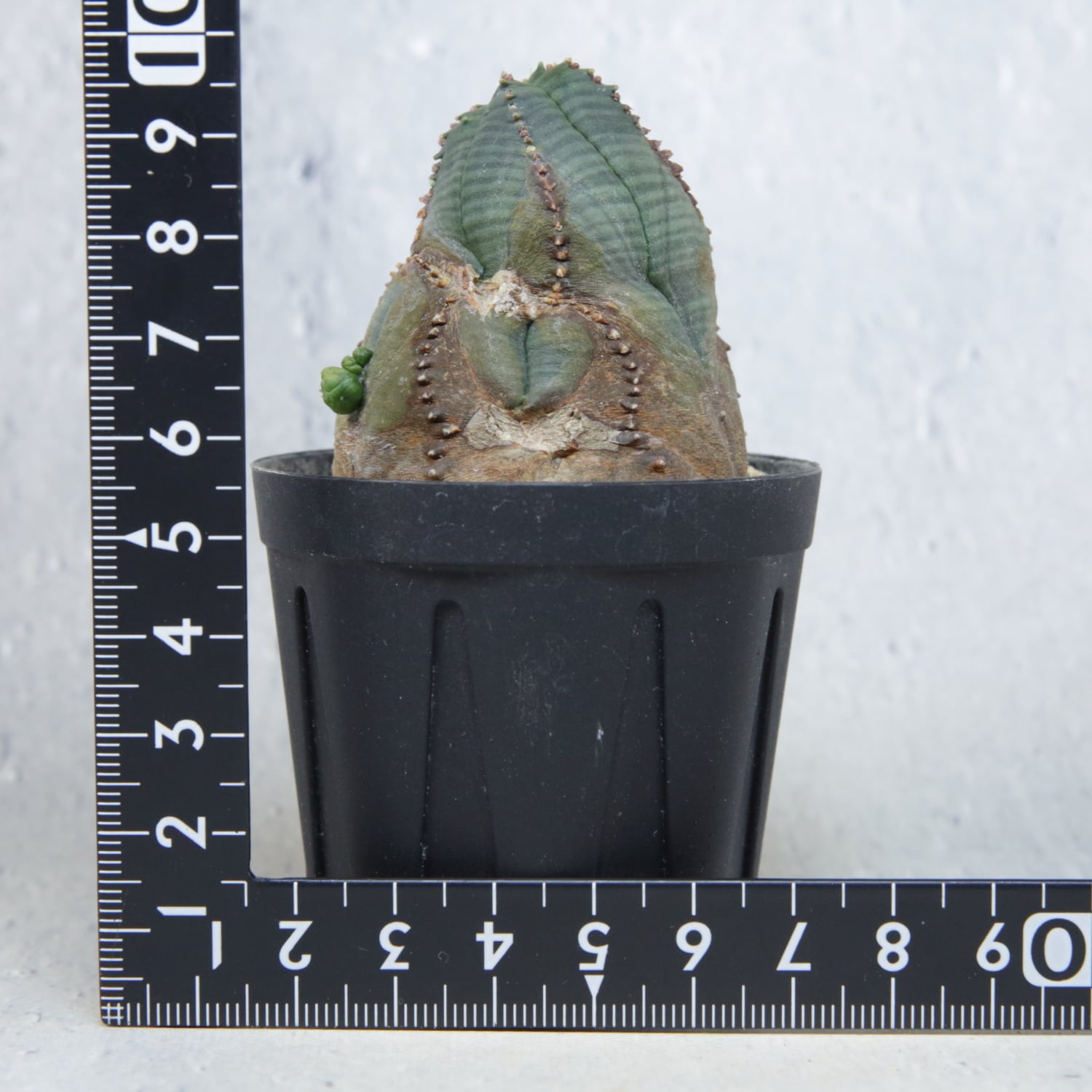 木質化 捻じれ マイクロ オベサ / 木質化 ユーフォルビア | LIGHTHOUSE