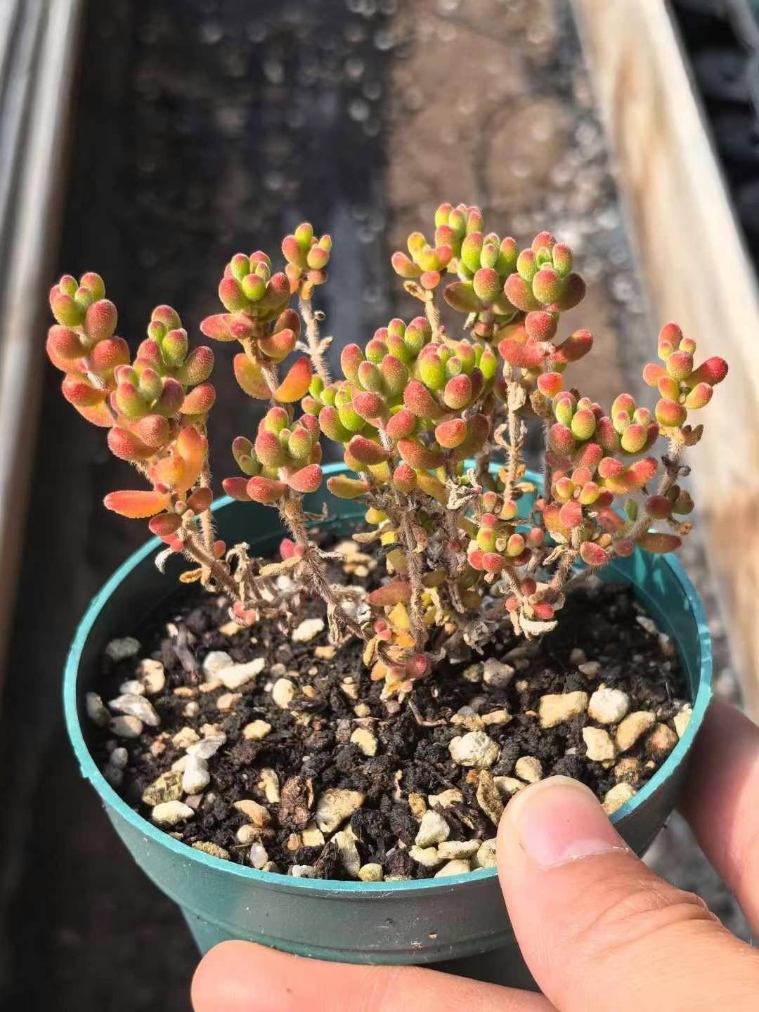 新入荷 超レア 多肉植物 ドロサンテマ 超キラキラ ダイヤモンド黄錦