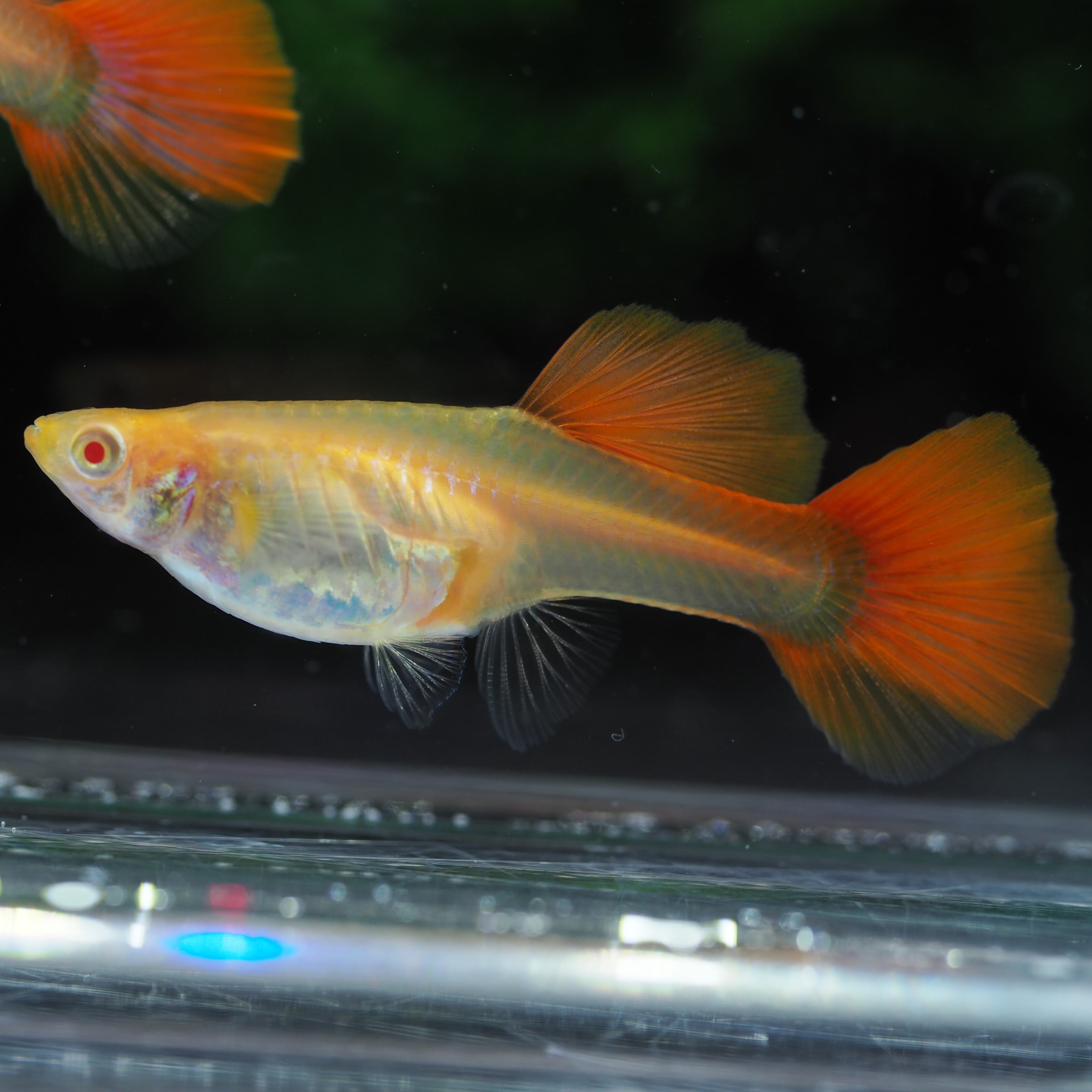 上物RREAレッドテールコブラ 1ペア(国産グッピー) | 伊豆グッピーファーム