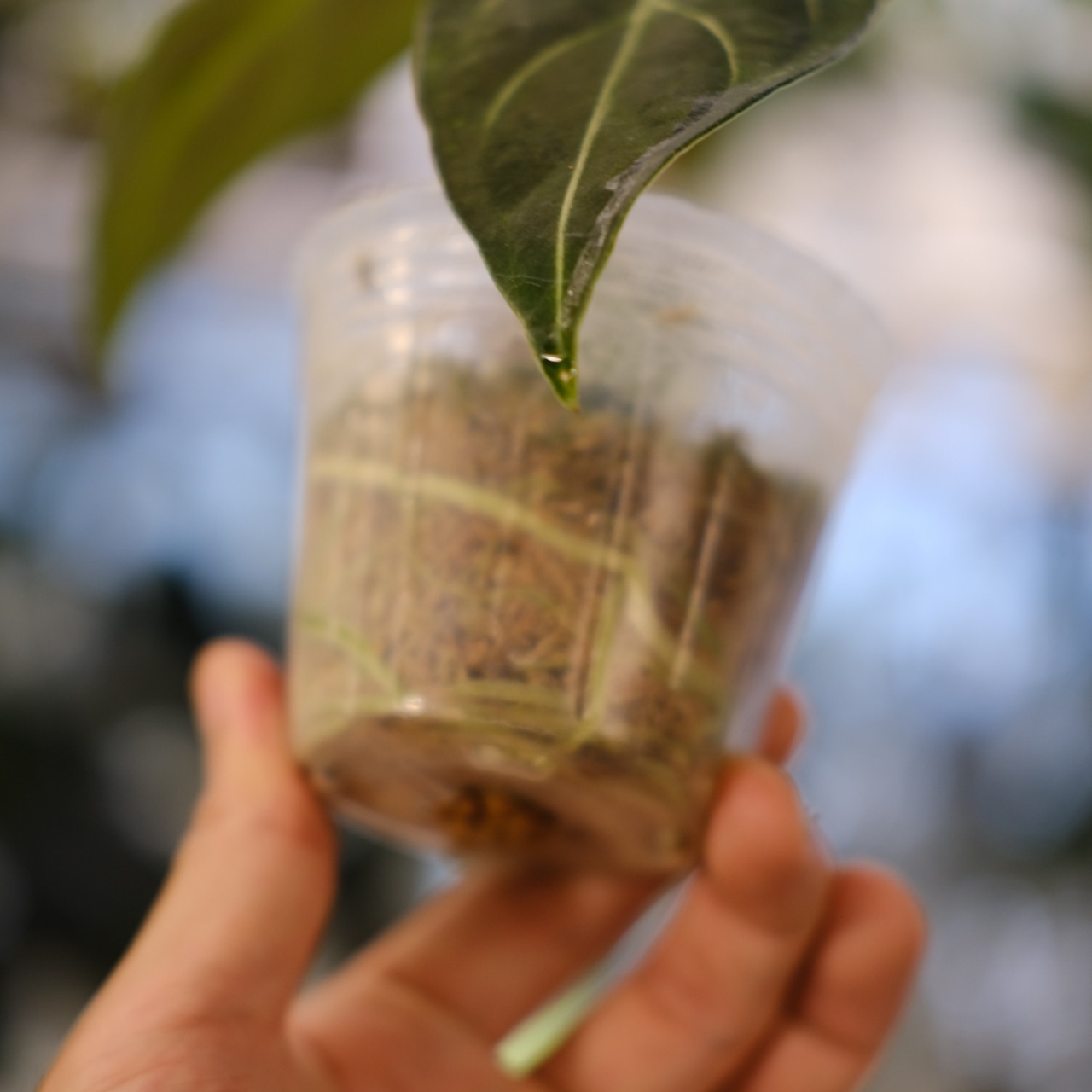 アンスリウム・レガレ / Anthurium Regale⑱│観葉植物