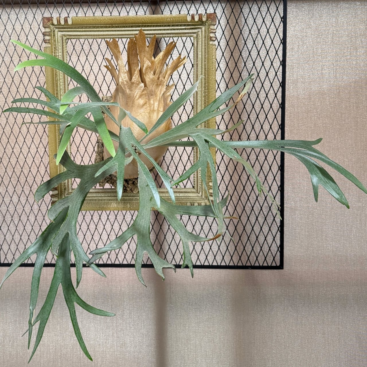 ビカクシダ P. Ginka [OC] 銀華・ギンカ【中株】 | BOKUNARI plants