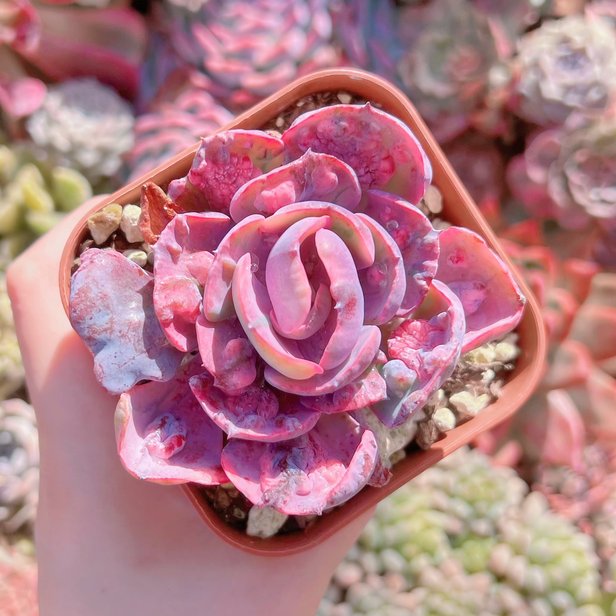 現品　ビヨンセ錦#610　るる農園