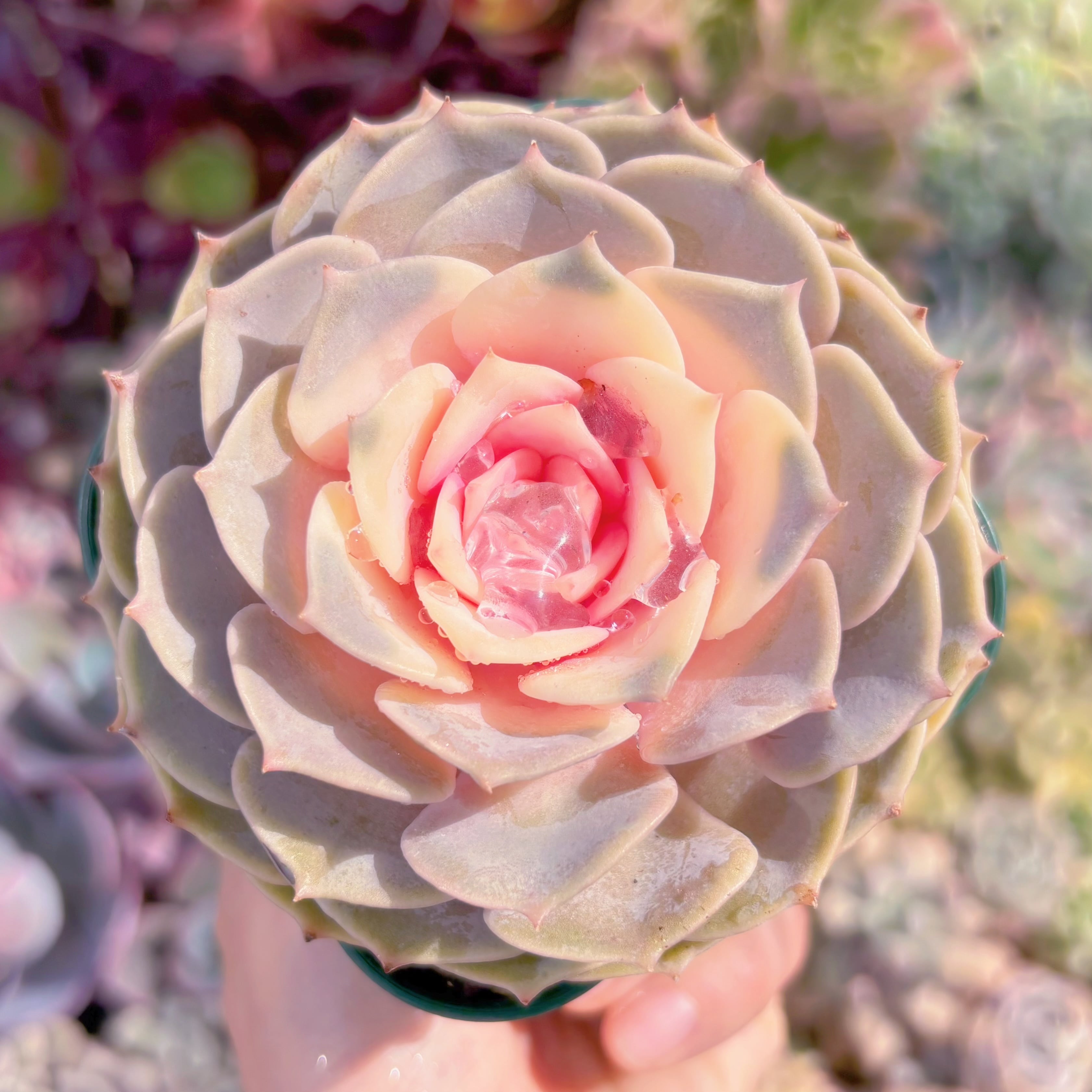 現品　ピンクローラ錦#585　るる農園