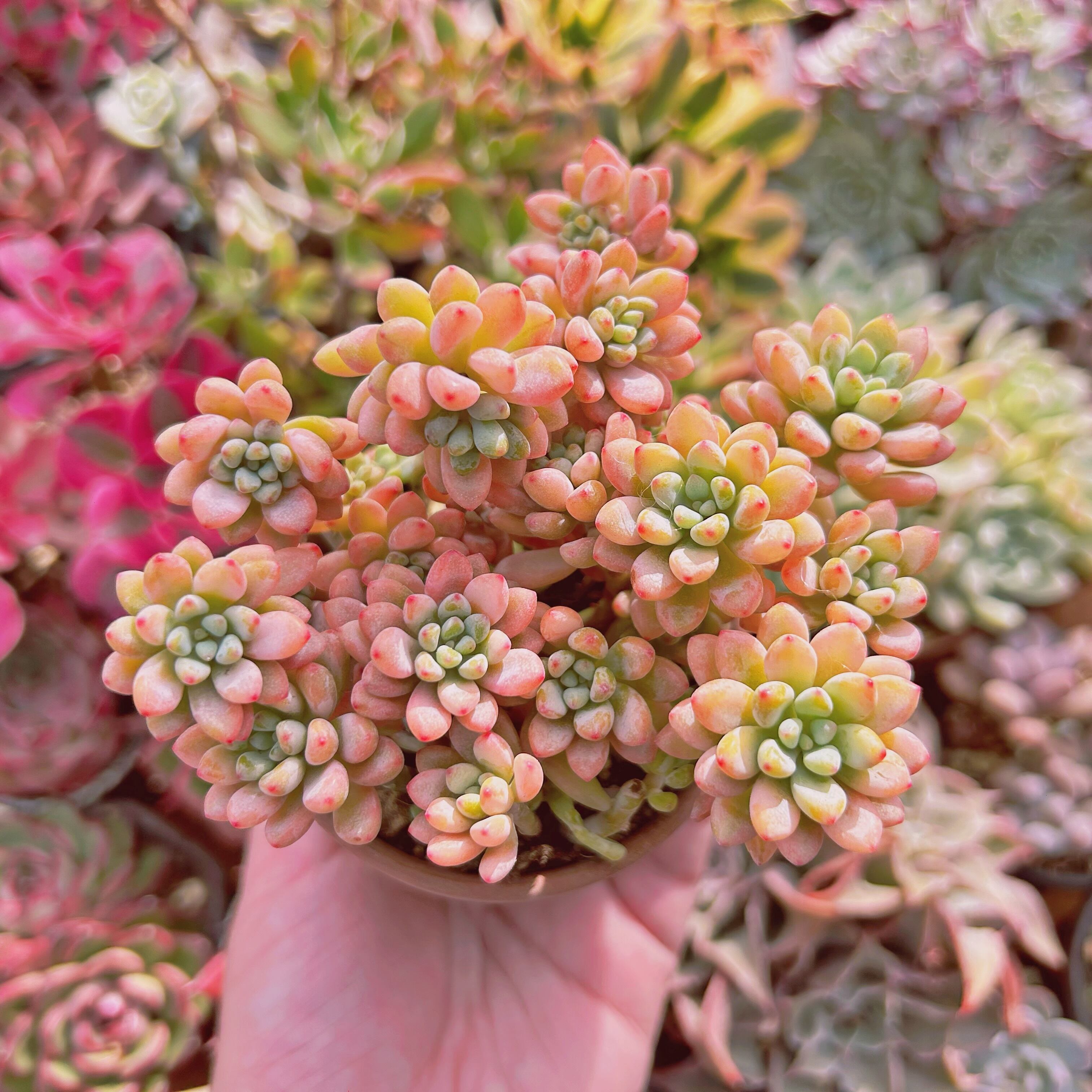 レア 多肉植物 Graptopetalum グリーンビーン錦 11頭以上 | るる農園