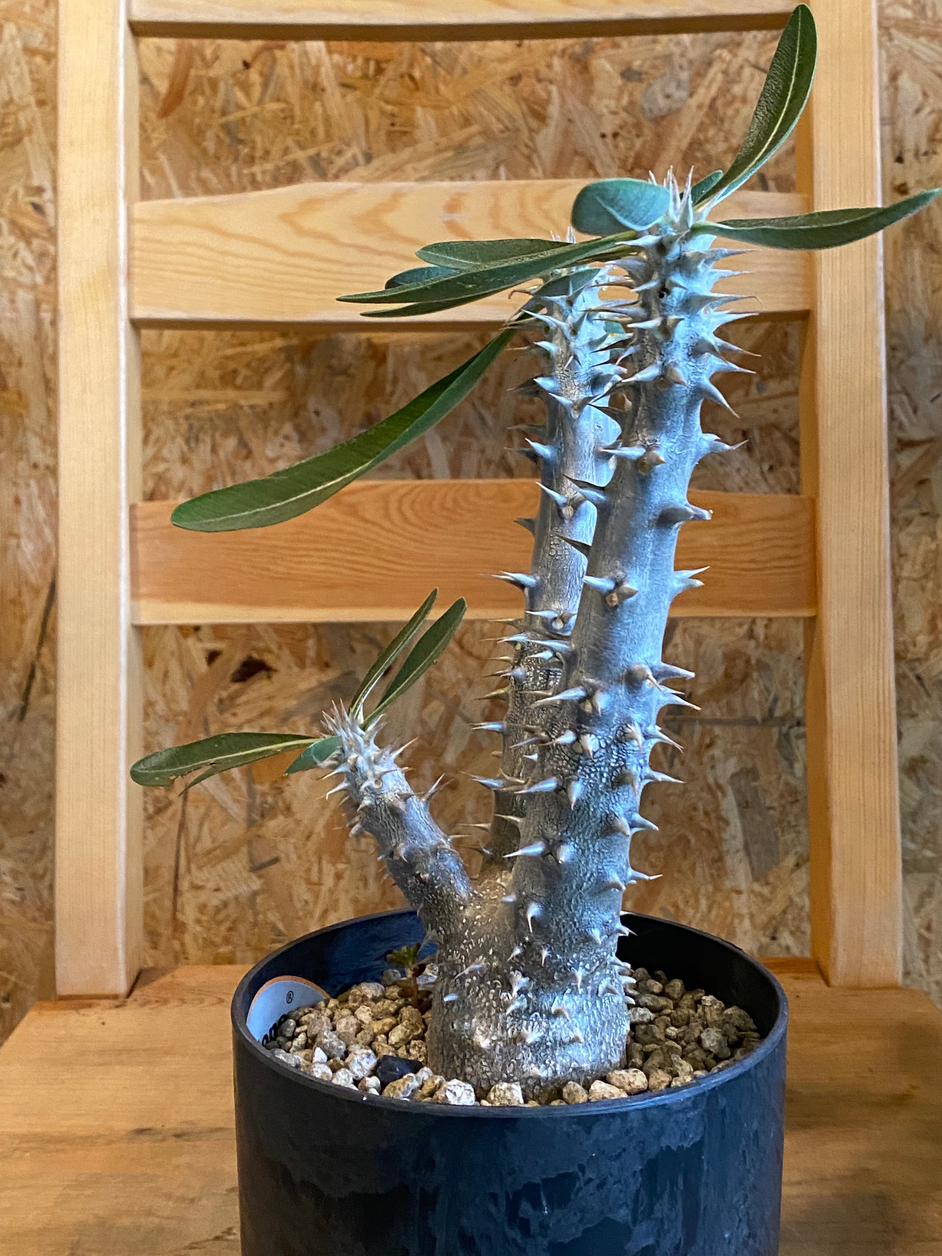 blue ページ　パキポディウム2点 Amazon｜【現品限り】パキポディウム・デンシフローラム【A49