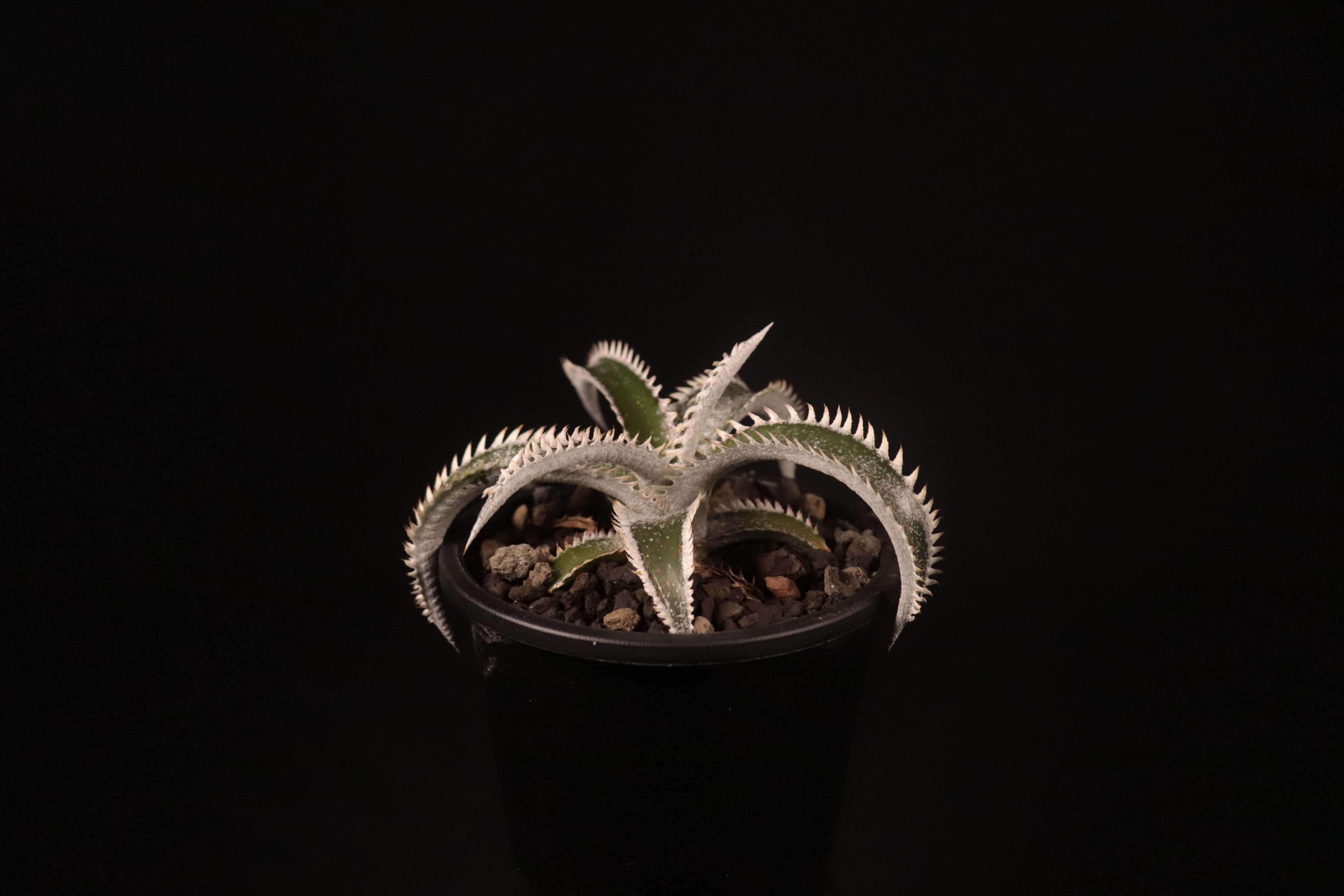 送料無料】Dyckia 'Obsidian' x ml 'Pink Spine'〔ディッキア〕現品