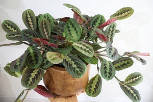 【M】マランタ レウコネウラ エリスロネウラ /Maranta leuconeuravar. erythroneura ※ウッド鉢カバー付き