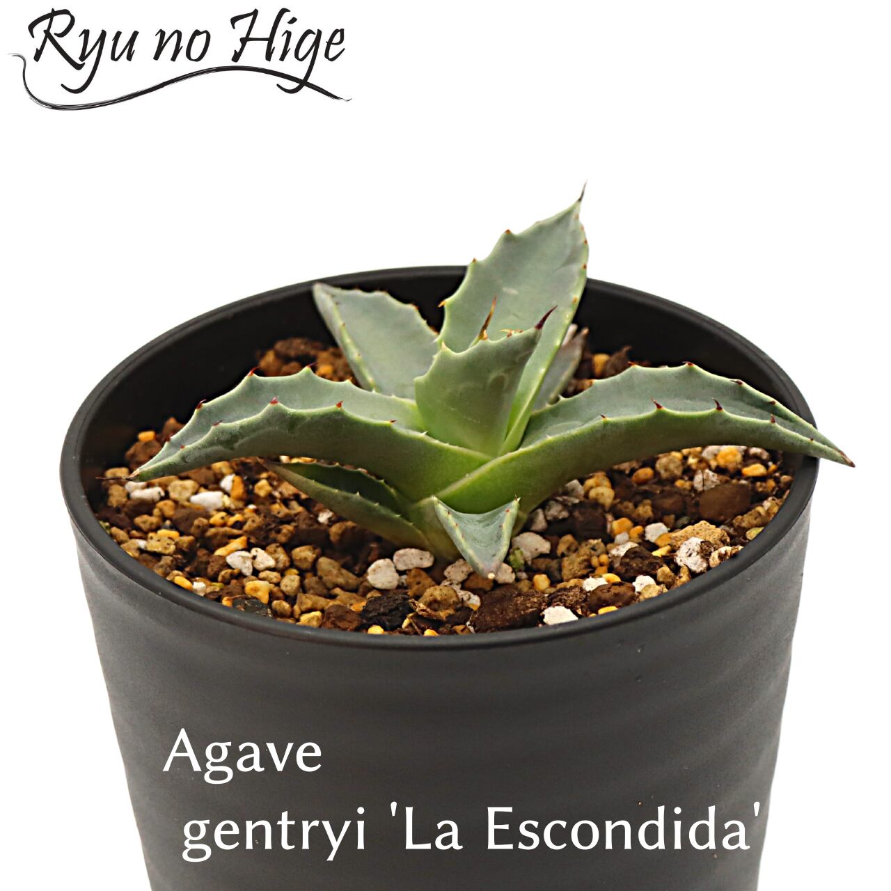 アガベ ジェントリー ラ・エスコンディタ A00063 | Ryu no Hige