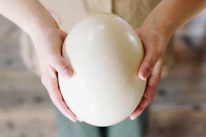 ダチョウの卵・大（ 1.4kg以上 ）