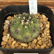 【新着3日限定10%OFF】【Copiapoa】サボテン コピアポア 黒王丸 実生【602】