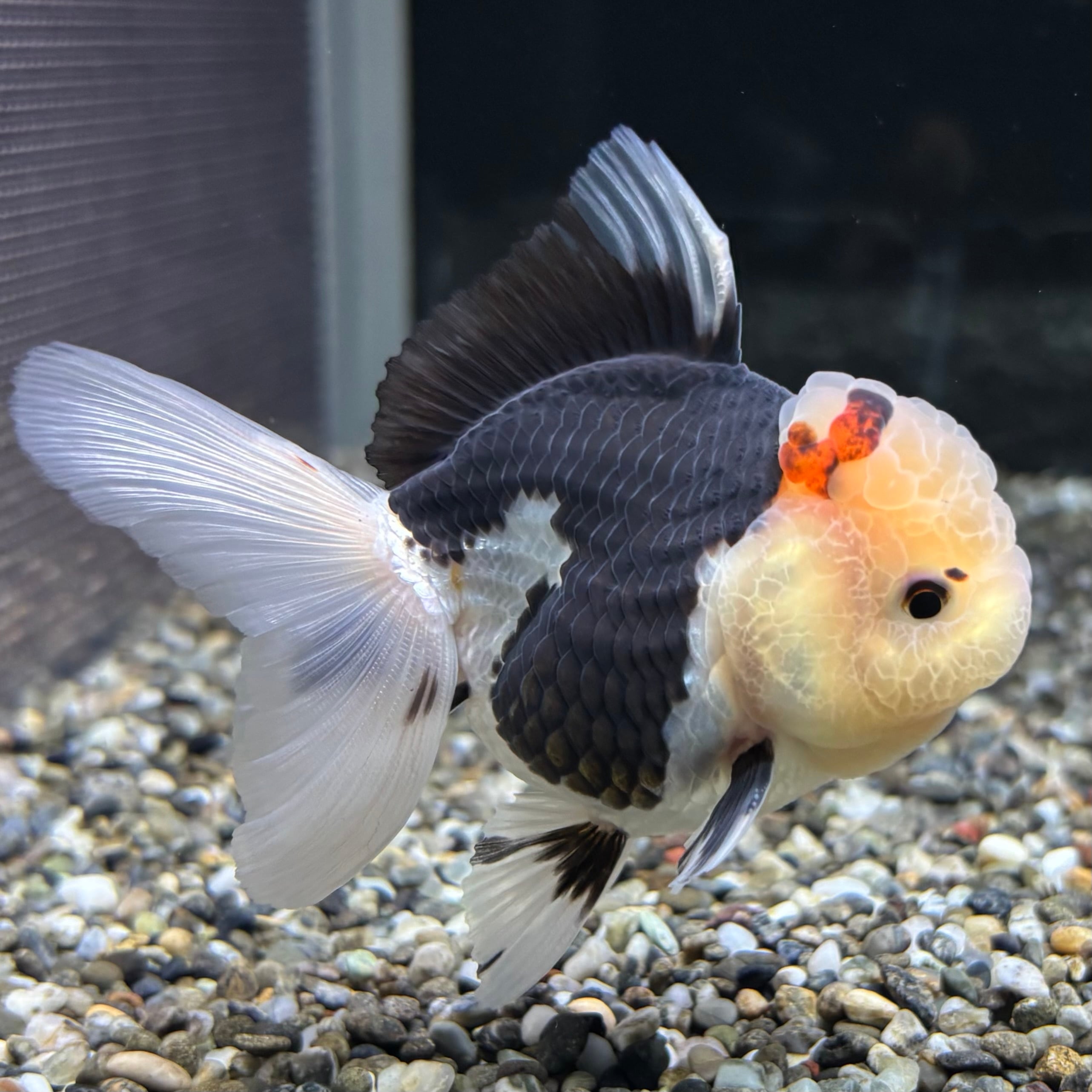 オランダ | 金魚・熱帯魚専門店 AquaPro.H