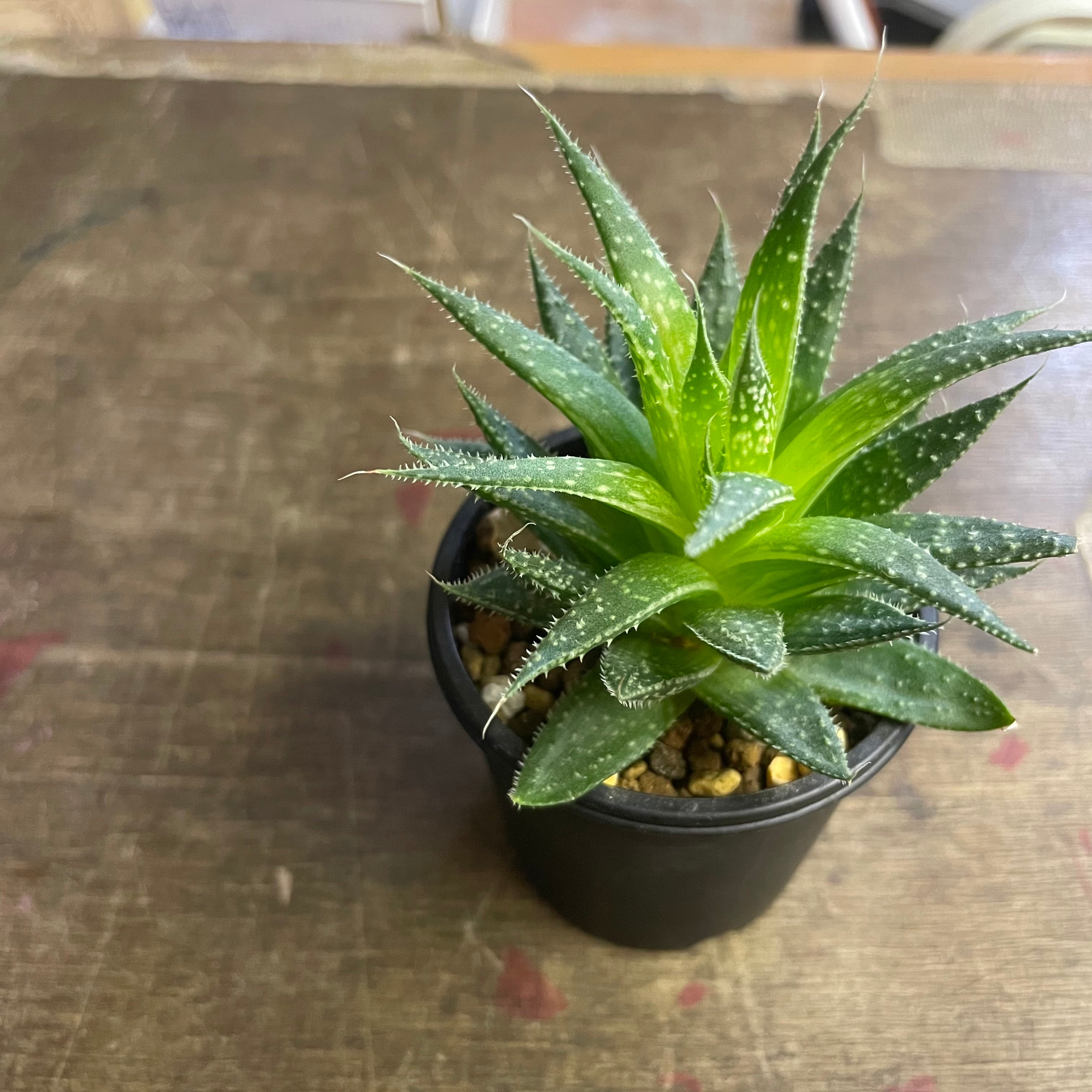 Dyckia Dakota 【seeding 】 | backyard lab Dyckia Dakota 【seeding 】 | backyard lab