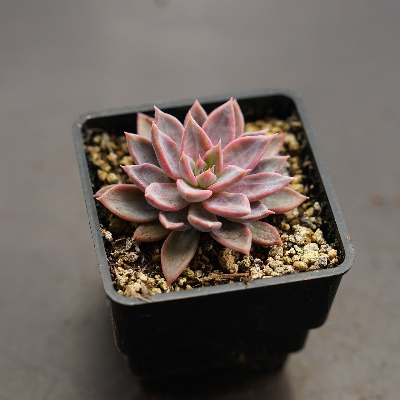 選べる抜き苗 ピンクスパイダー 子苗 Echeveria 'Pink Spider'