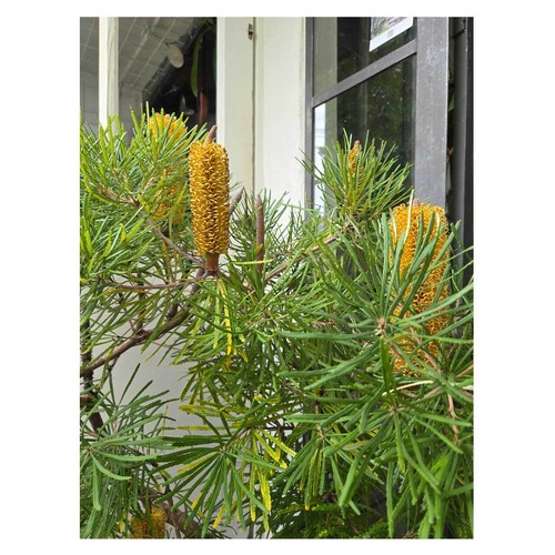 Banksia spinulosa