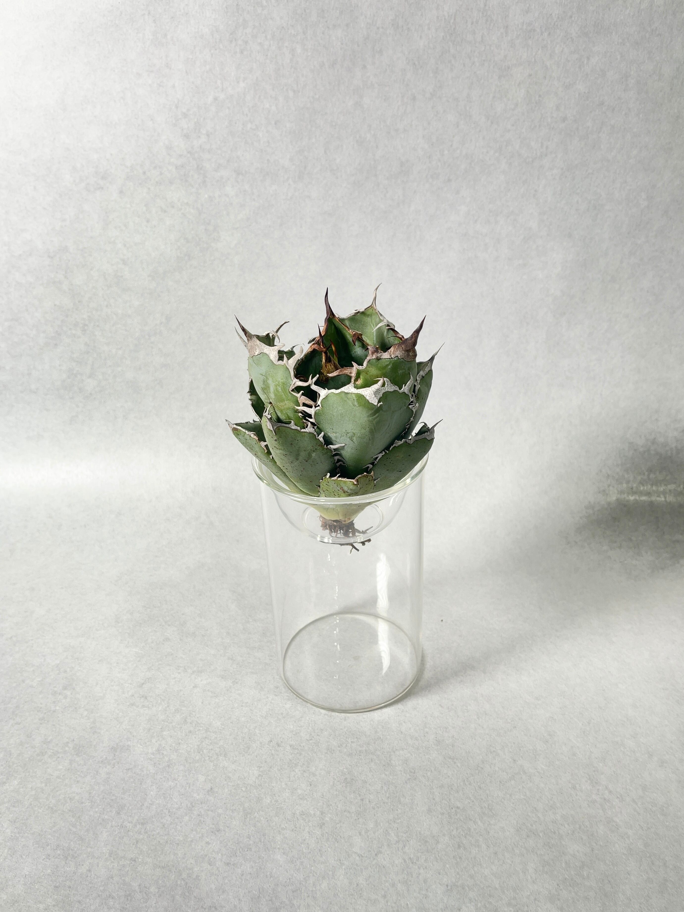 ◆アガベ！白鯨！NO.5◆ Agave titanota “福建白鯨” / 特選！大きめボール型 親株 / 5号