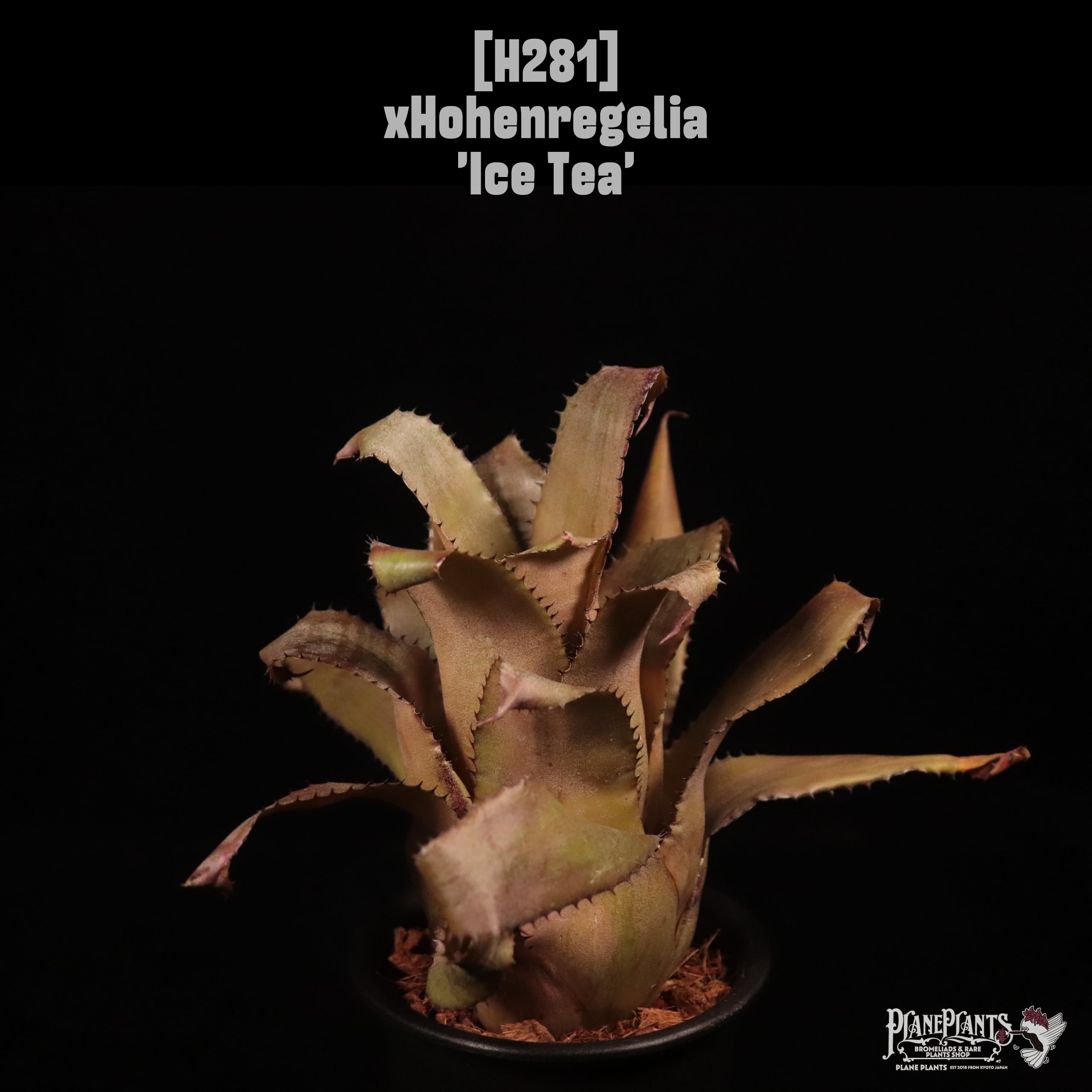 xHohenregelia 'Ice Tea'〔ホヘンレゲリア〕H281