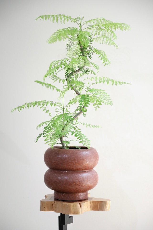 【M】ジャカランダ ミモシフォリア 曲げ木/Jacaranda mimosifolia ※陶器鉢カバー付き