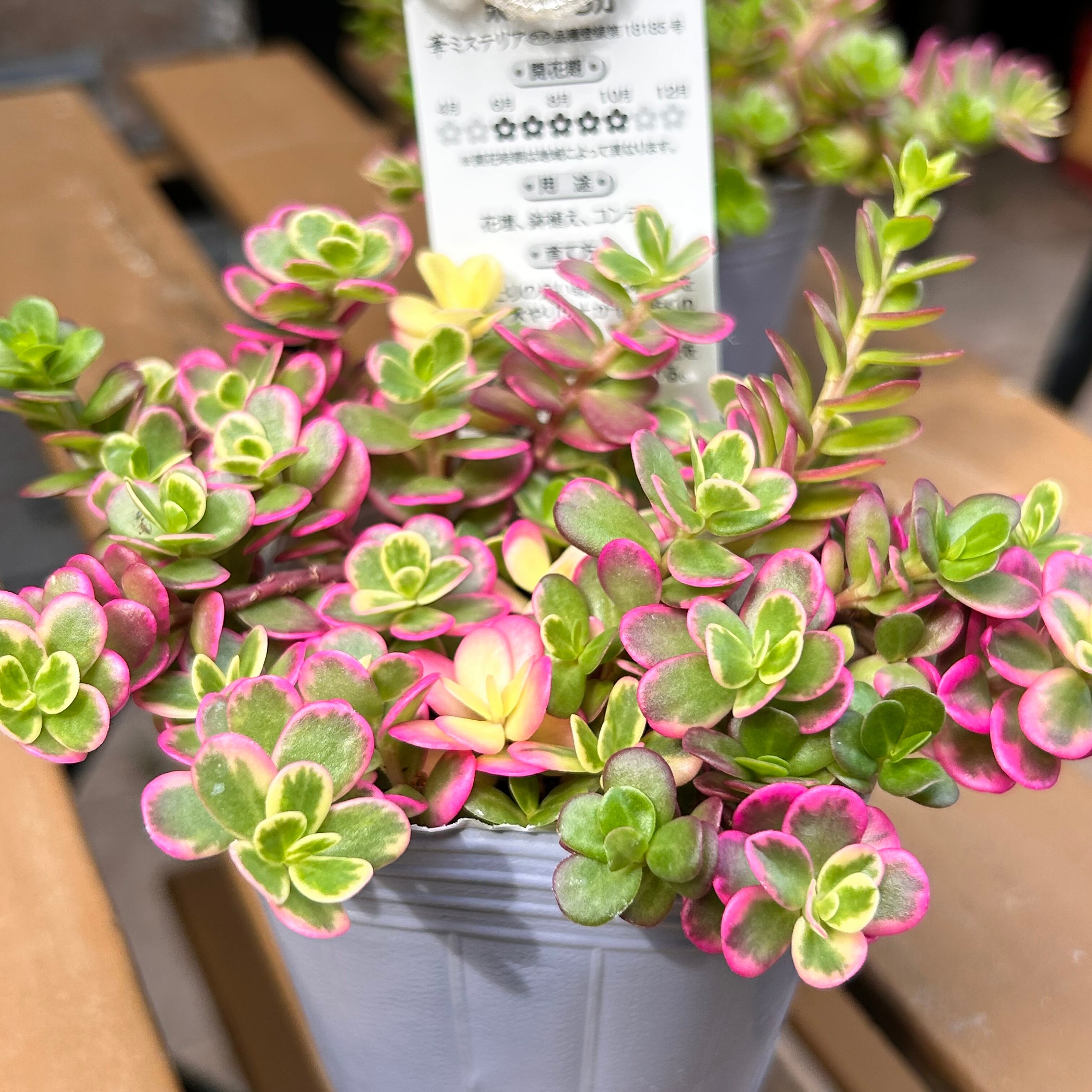ポーチュラカ(マジカルキューティー) | RuPo 多肉植物専門店