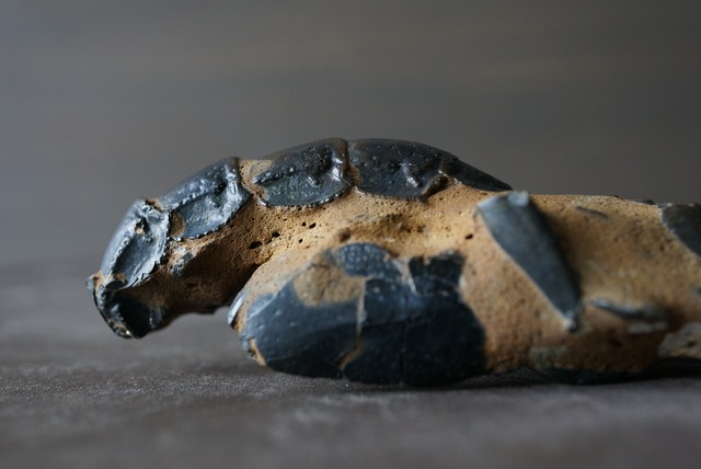 オーストラリア産ロブスター化石 Thalassina anomala Fossil  820