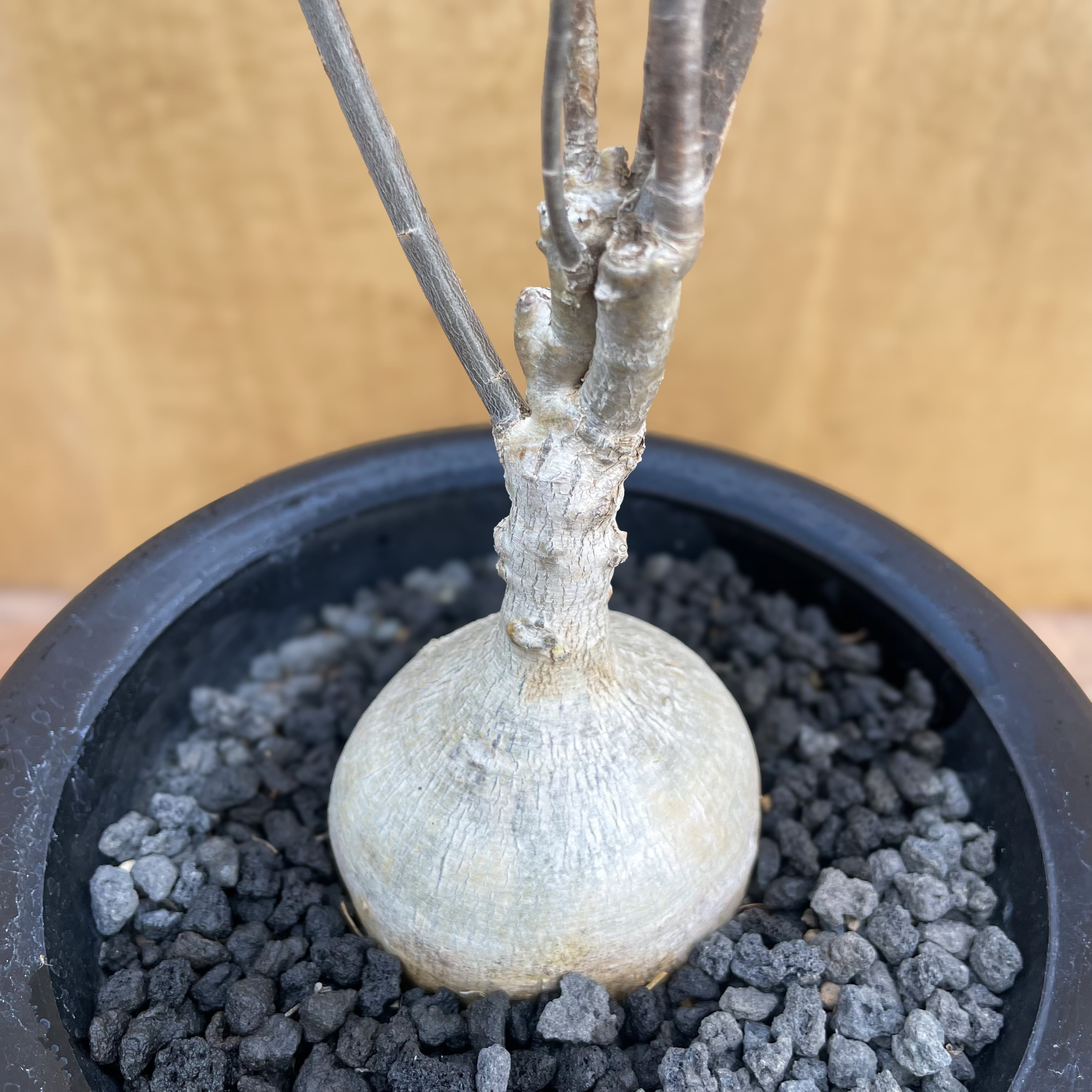 Euphorbia hedyotoides【ユーフォルビア・ヘディオトイデス】 | RIMO'S