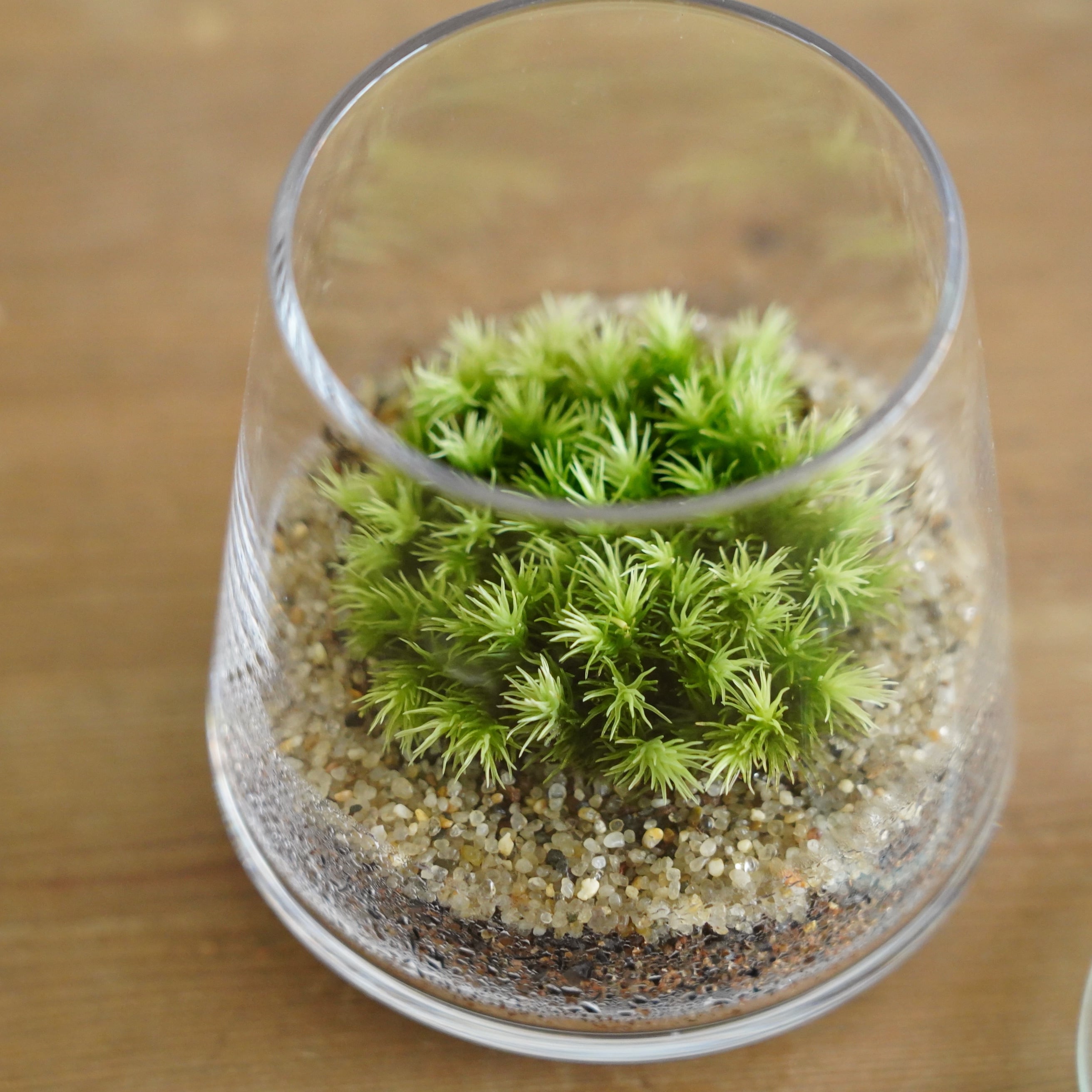限定1個】小さな苔の森−オオシラガゴケ− 台形ポット◇ふっくら淡緑
