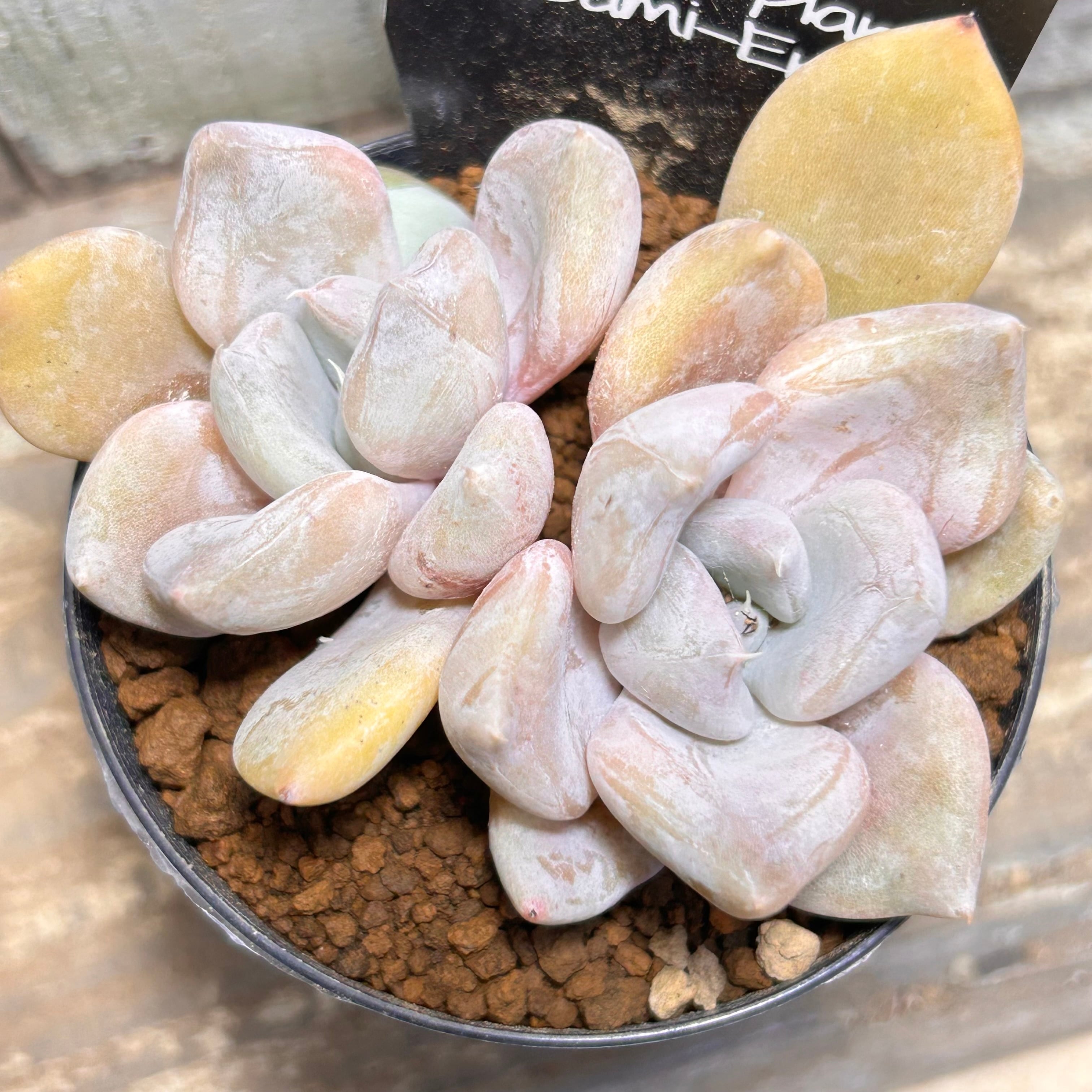 デルトイデア タンクアカルー | RuPo 多肉植物専門店