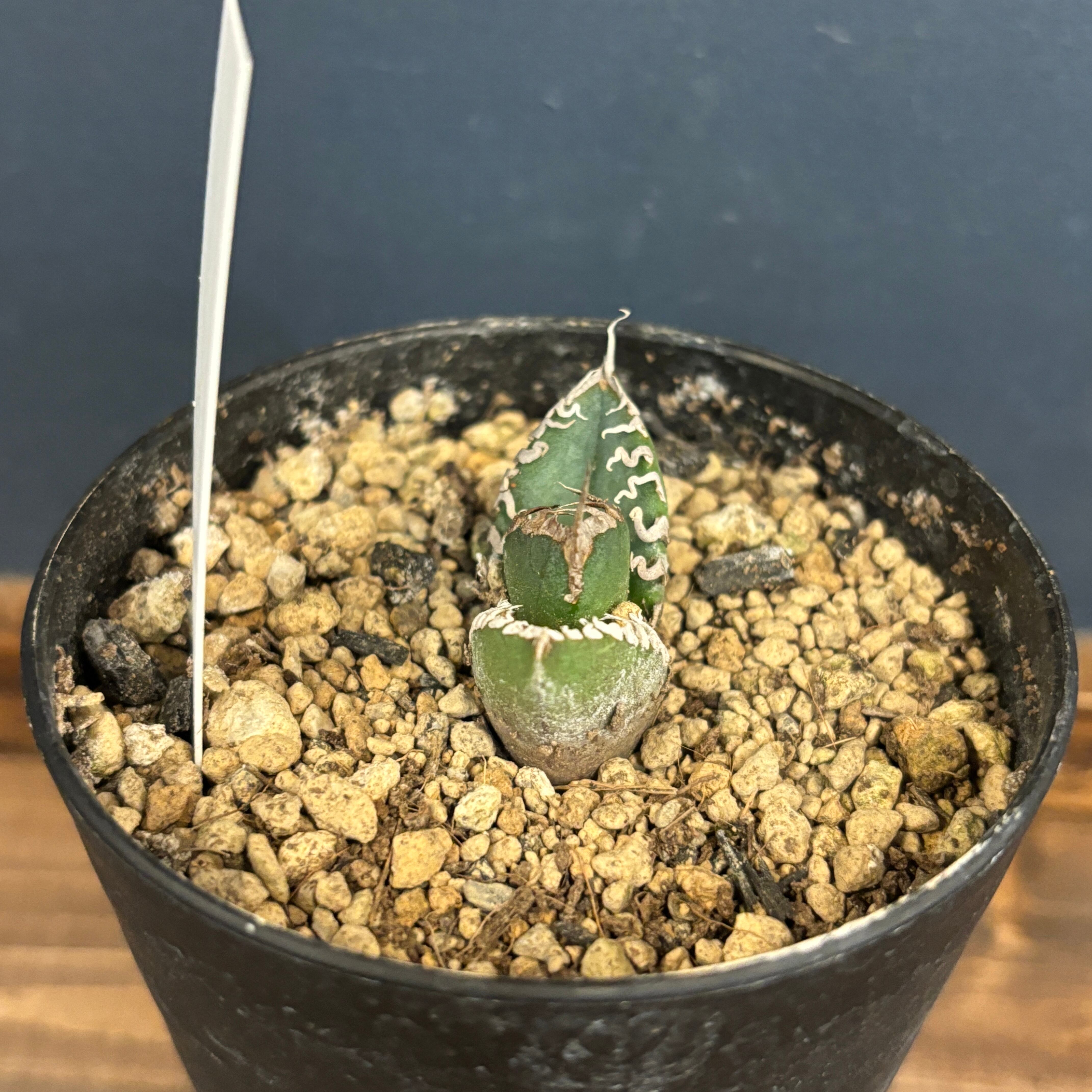 アガベ チタノタ 南アフリカダイヤモンド(SAD)【804