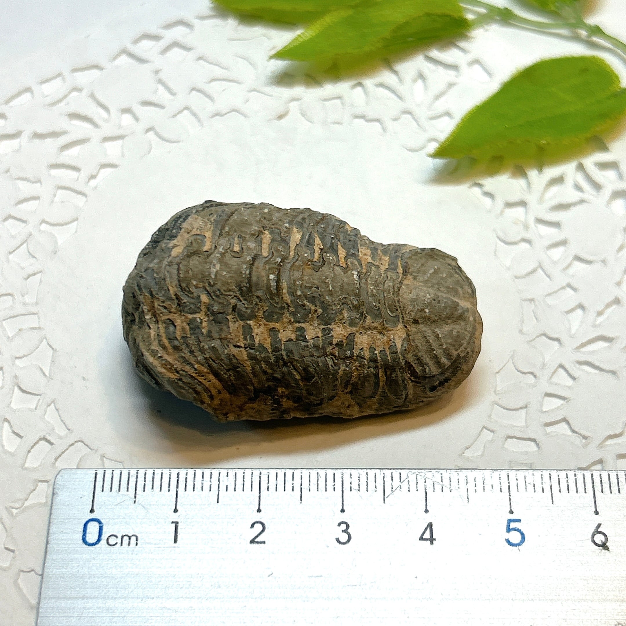 17918】三葉虫 古生代デボン紀 化石 モロッコ 化石標本 | クリスタル