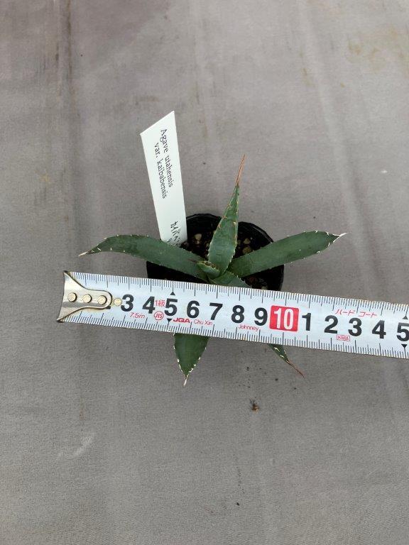 アガベ　ユタエンシス　カイバベンシス錦　斑入り アガベ ユタエンシス カイバベンシス錦 斑入り