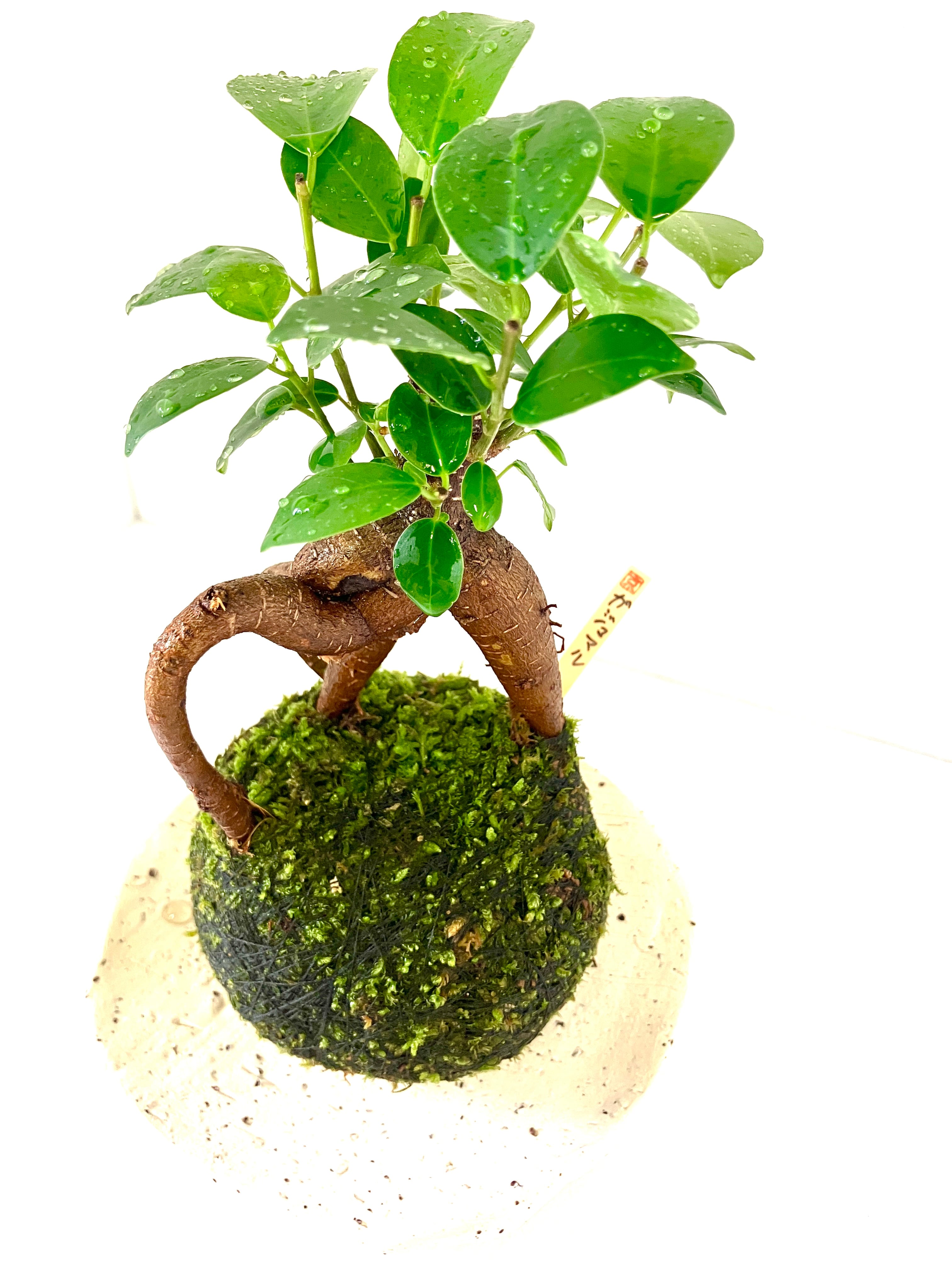 自然社 -苔玉＆苔盆栽のある暮らし-