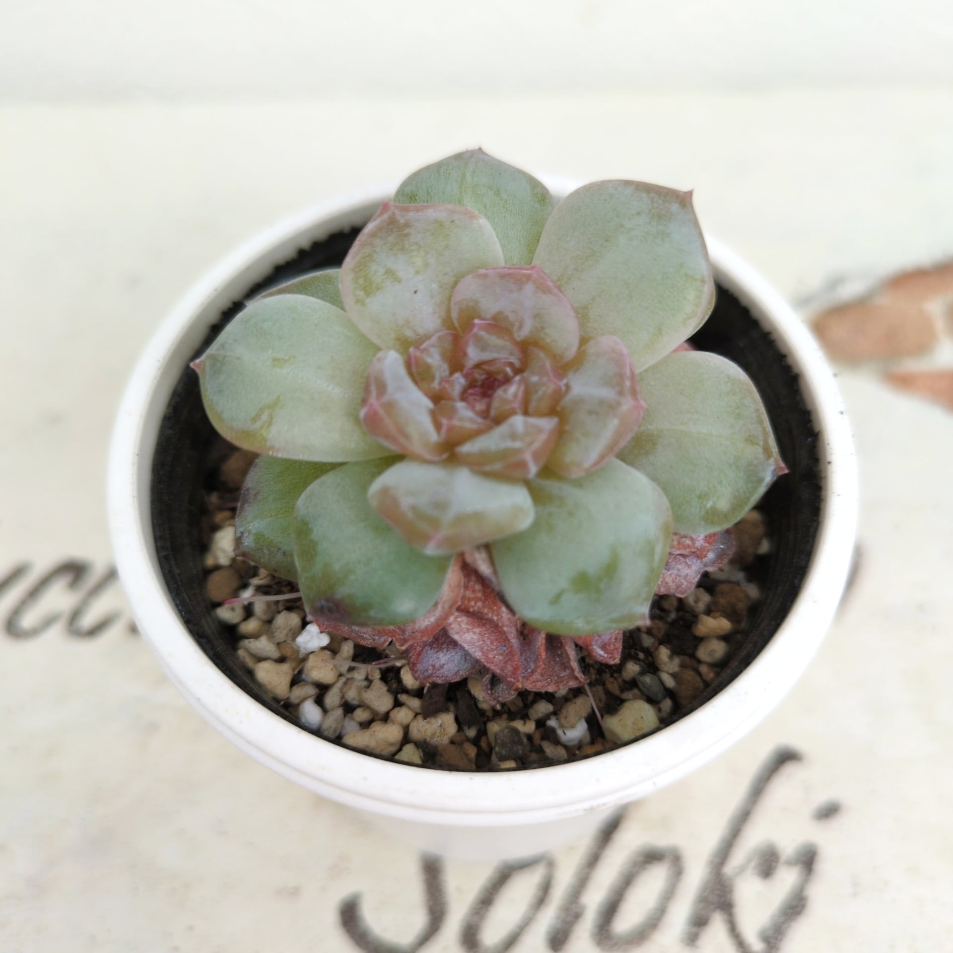 多肉植物 パープルヘイズ カット苗 25カット　多頭、微根も入ります！ セダム 多肉植物セダム パープルヘイズ30カット【育成説明書付】 多肉植物 多