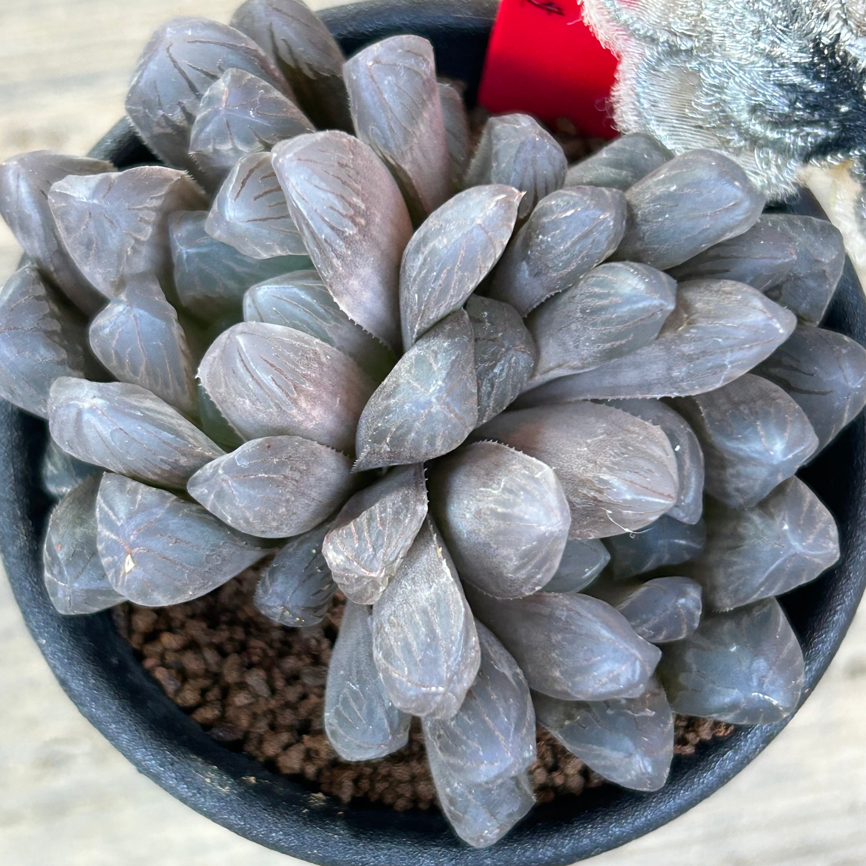 おまとめ 多肉植物♡雪の妖精 抜き苗 雪の妖精 | RuPo 多肉植物専門店