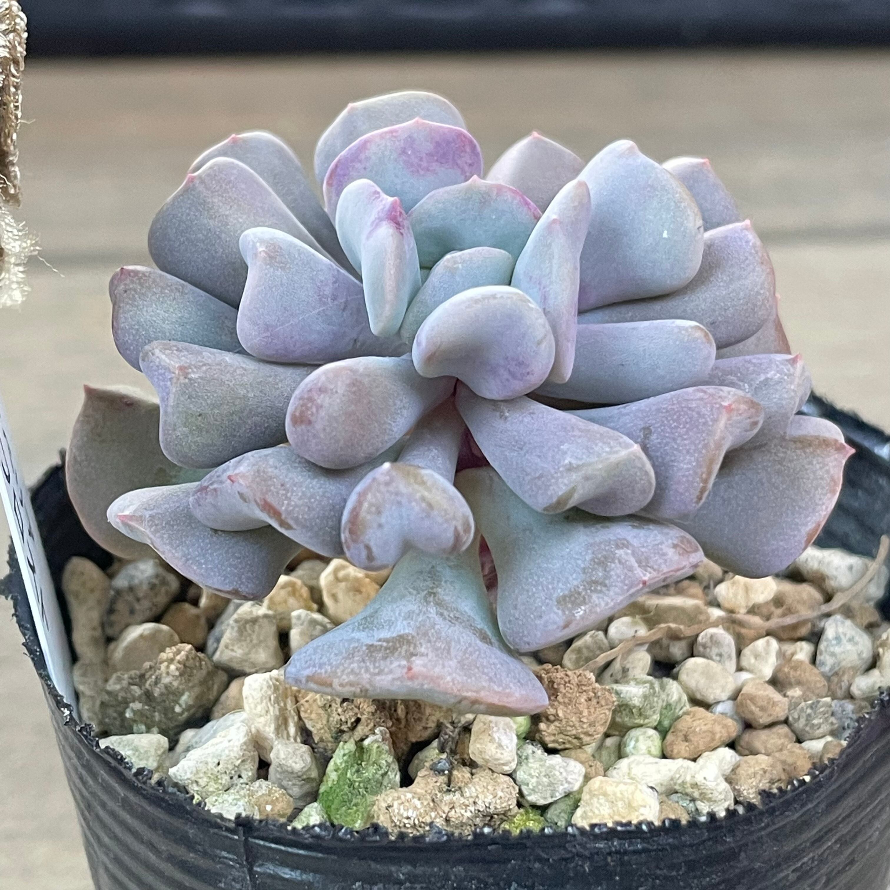 キュービックフロスト | RuPo 多肉植物専門店