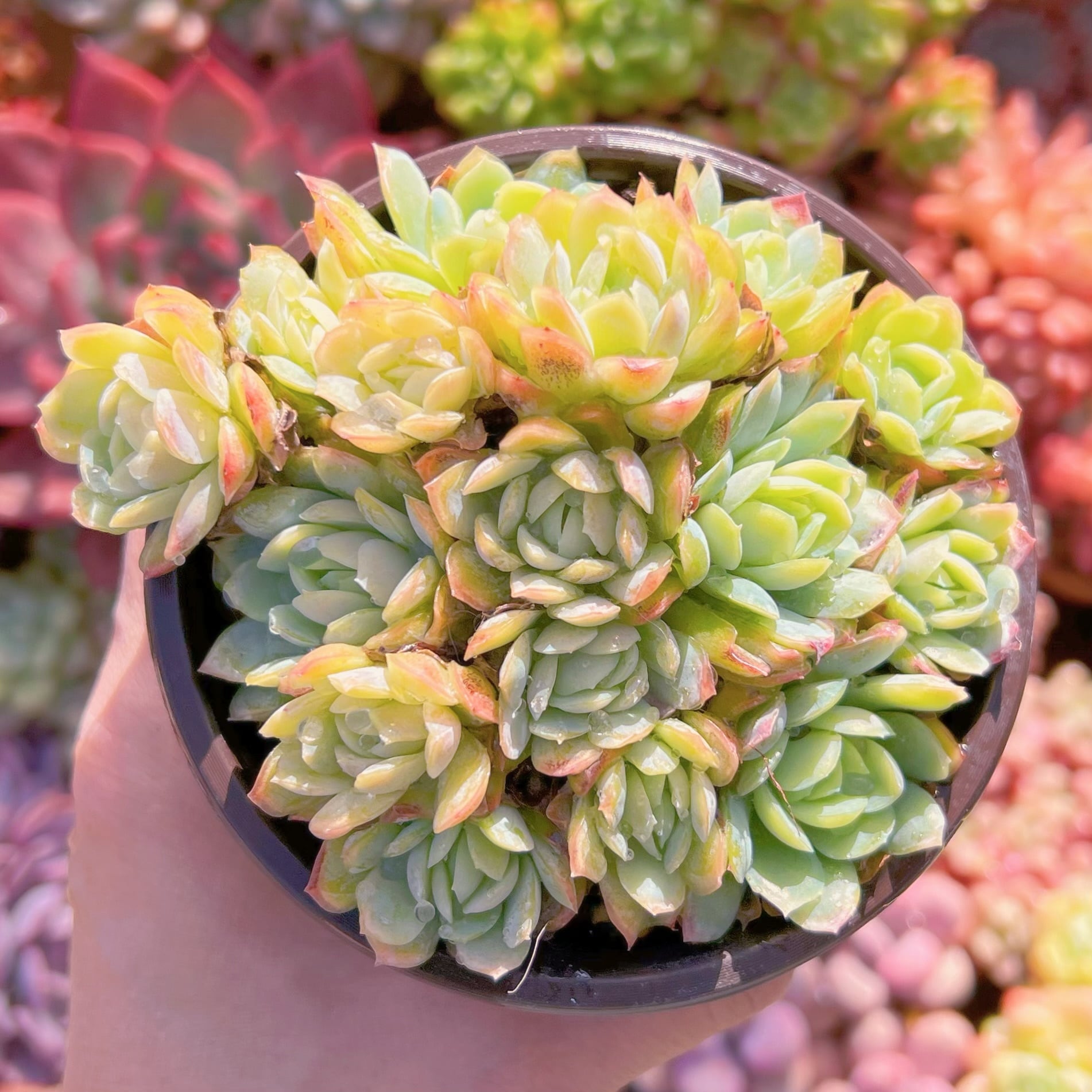 現品　ラスベリーアイス#266    古株　るる農園