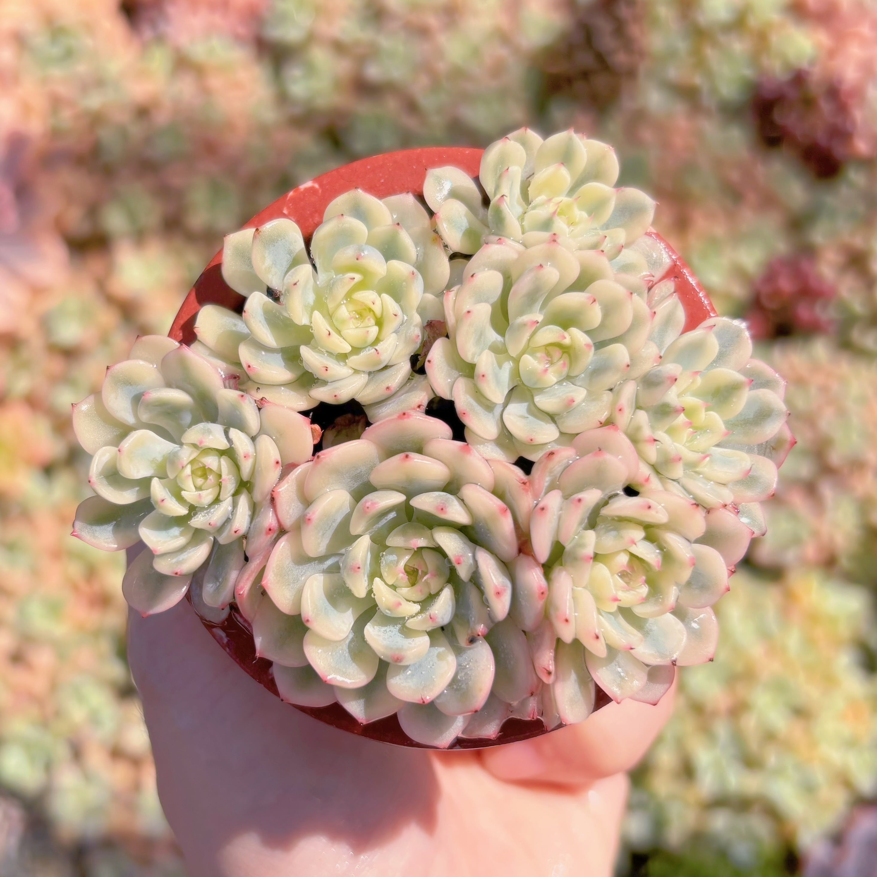 現物 多肉植物 ピンクプリティ 抜き苗 | PAY ID